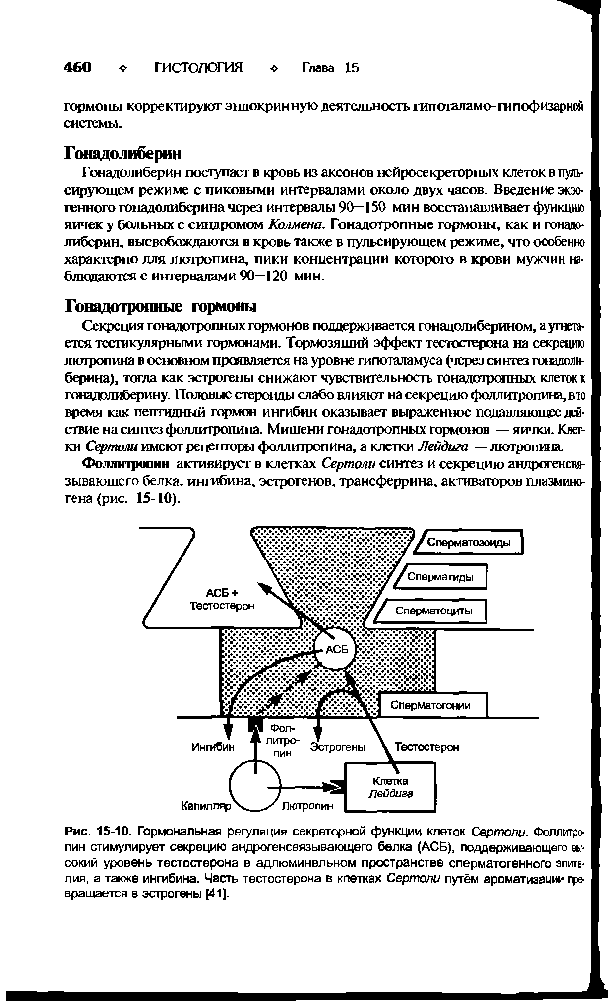 Рис. 15-10. Гормональная регуляция секреторной функции клеток Сертоли. Фоллитропин стимулирует секрецию андрогенсвязывающего белка (АСБ), поддерживающего высокий уровень тестостерона в адпюминвльном пространстве сперматогенного эпителия, а также ингибина. Часть тестостерона в клетках Сертоли путём ароматизации превращается в эстрогены [41].