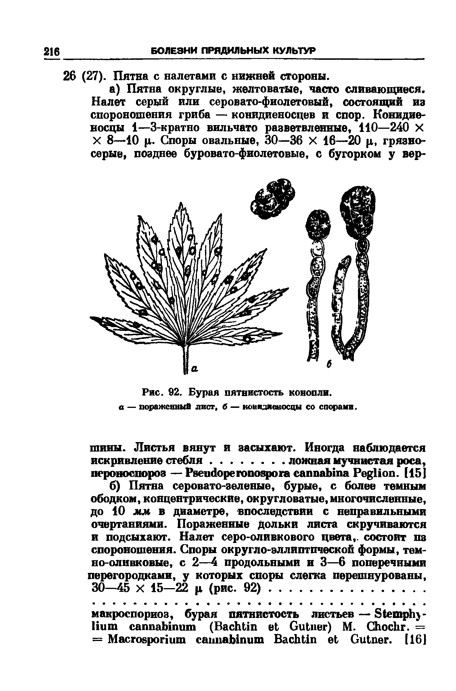 Рис. 92. Бурая пятнистость конопли. а — пораженный лист, б — концзиекосцы со спорами.