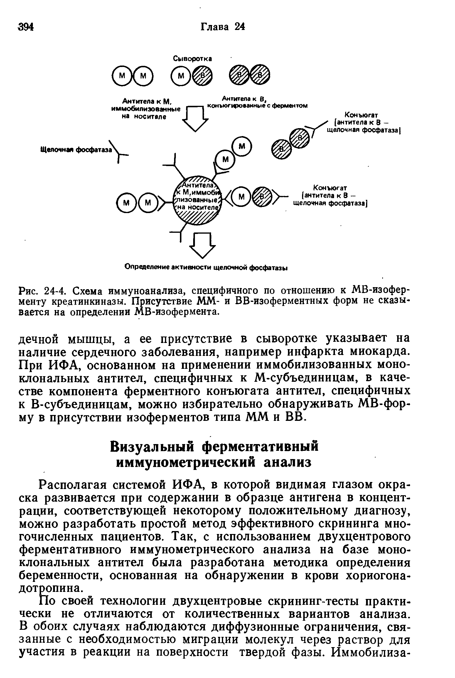 Рис. 24-4. Схема иммуноанализа, специфичного по отношению к МВ-изофер-менту креатинкиназы. Присутствие ММ- и ВВ-изоферментных форм не сказывается на определении МВ-изофермента.