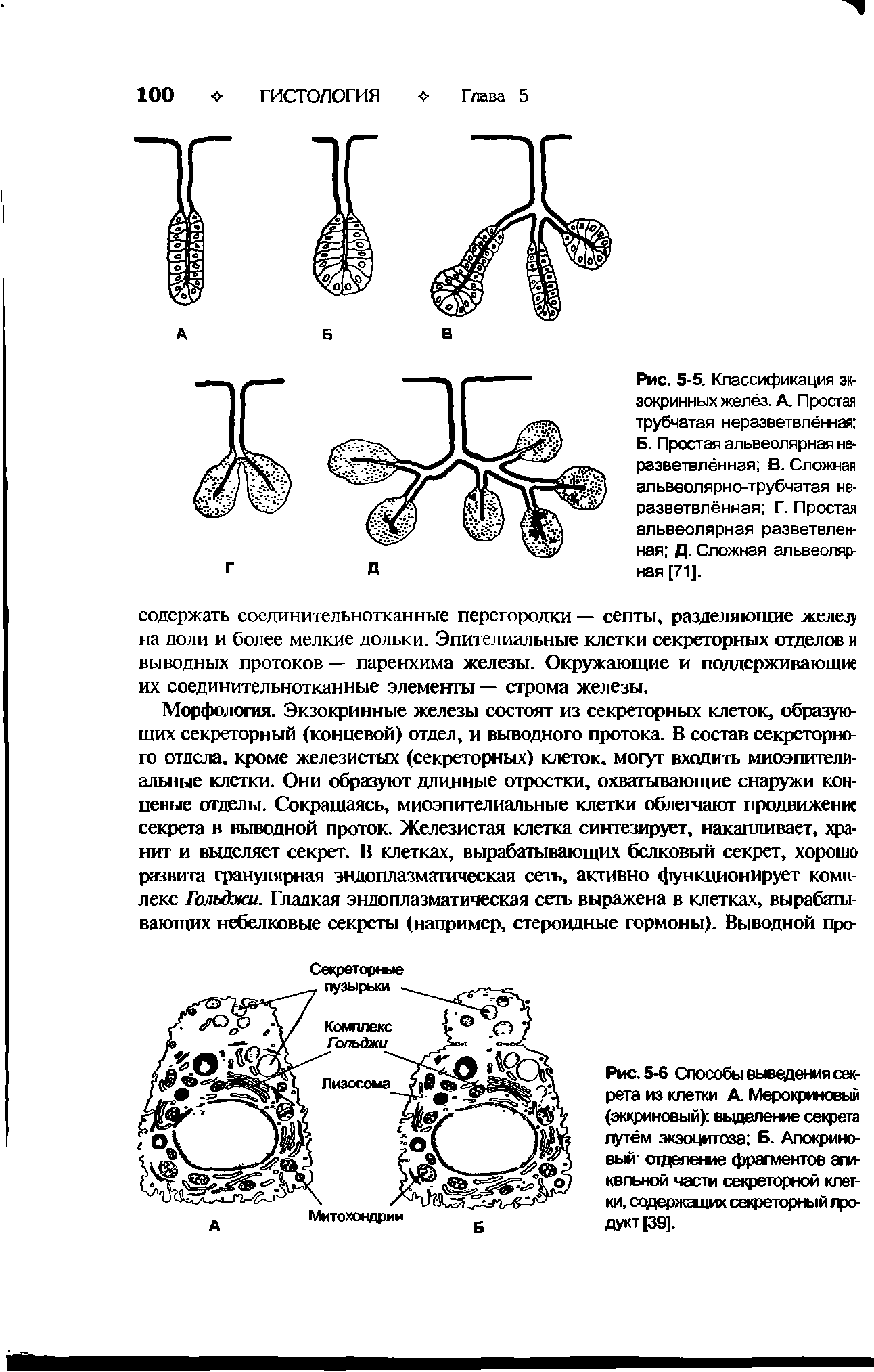 Рис. 5-5. Классификация экзокринных желёз. А. Простая трубчатая неразветвлённая Б. Простая альвеолярная неразветвлённая В. Сложная альвеолярно-трубчатая неразветвлённая Г. Простая альвеолярная разветвленная Д. Сложная альвеолярная [71].