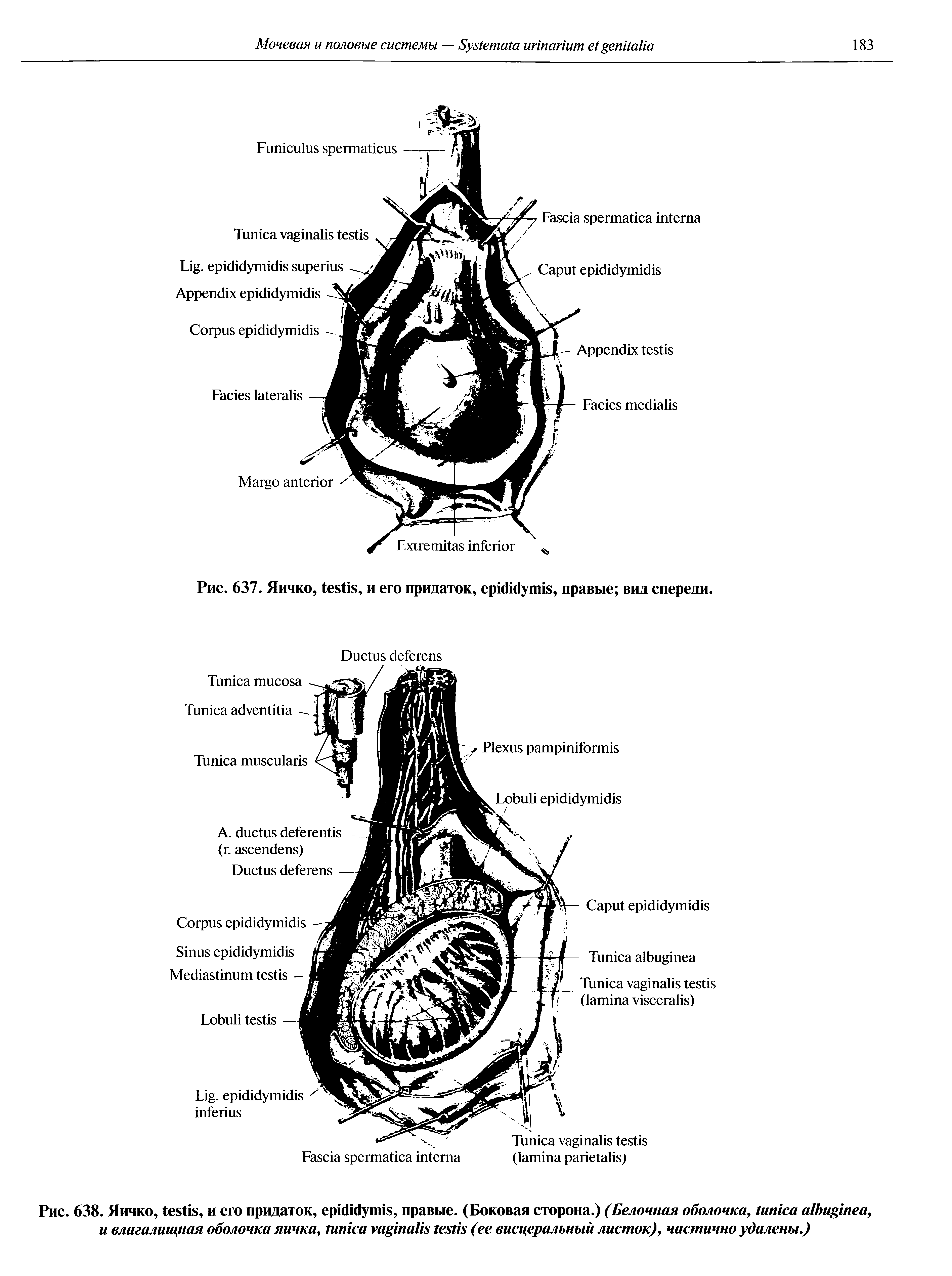 Рис. 638. Яичко, , и его придаток, , правые. (Боковая сторона.) (Белочная оболочка, , и влагалищная оболочка яичка, (ее висцеральный листок), частично удалены.)...