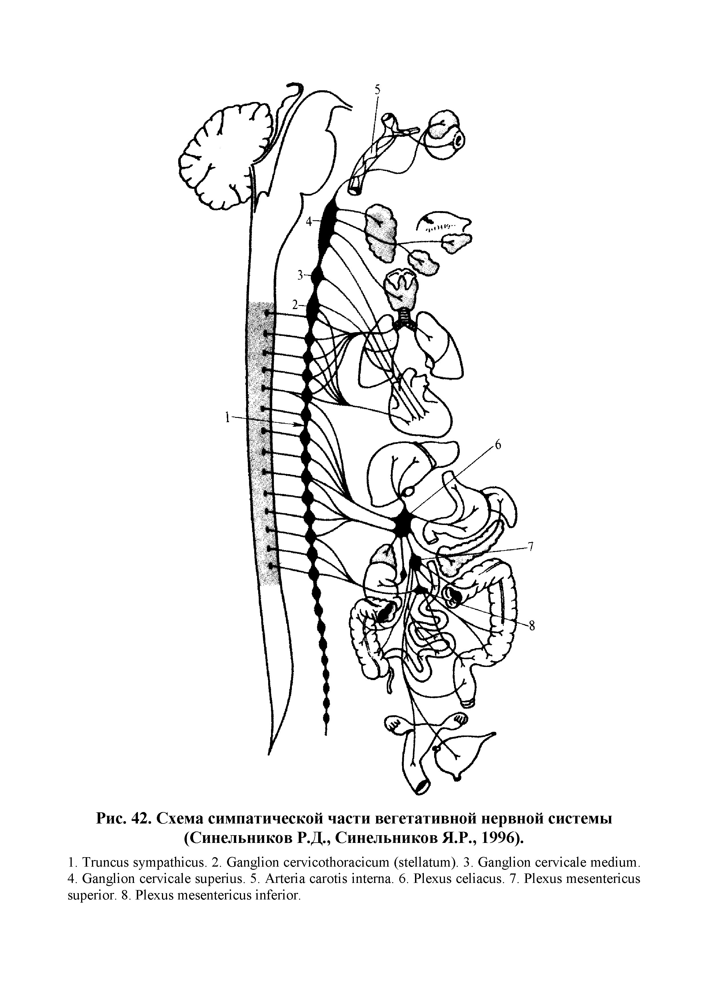 Рис. 42. Схема симпатической части вегетативной нервной системы (Синельников Р.Д., Синельников Я.Р., 1996).