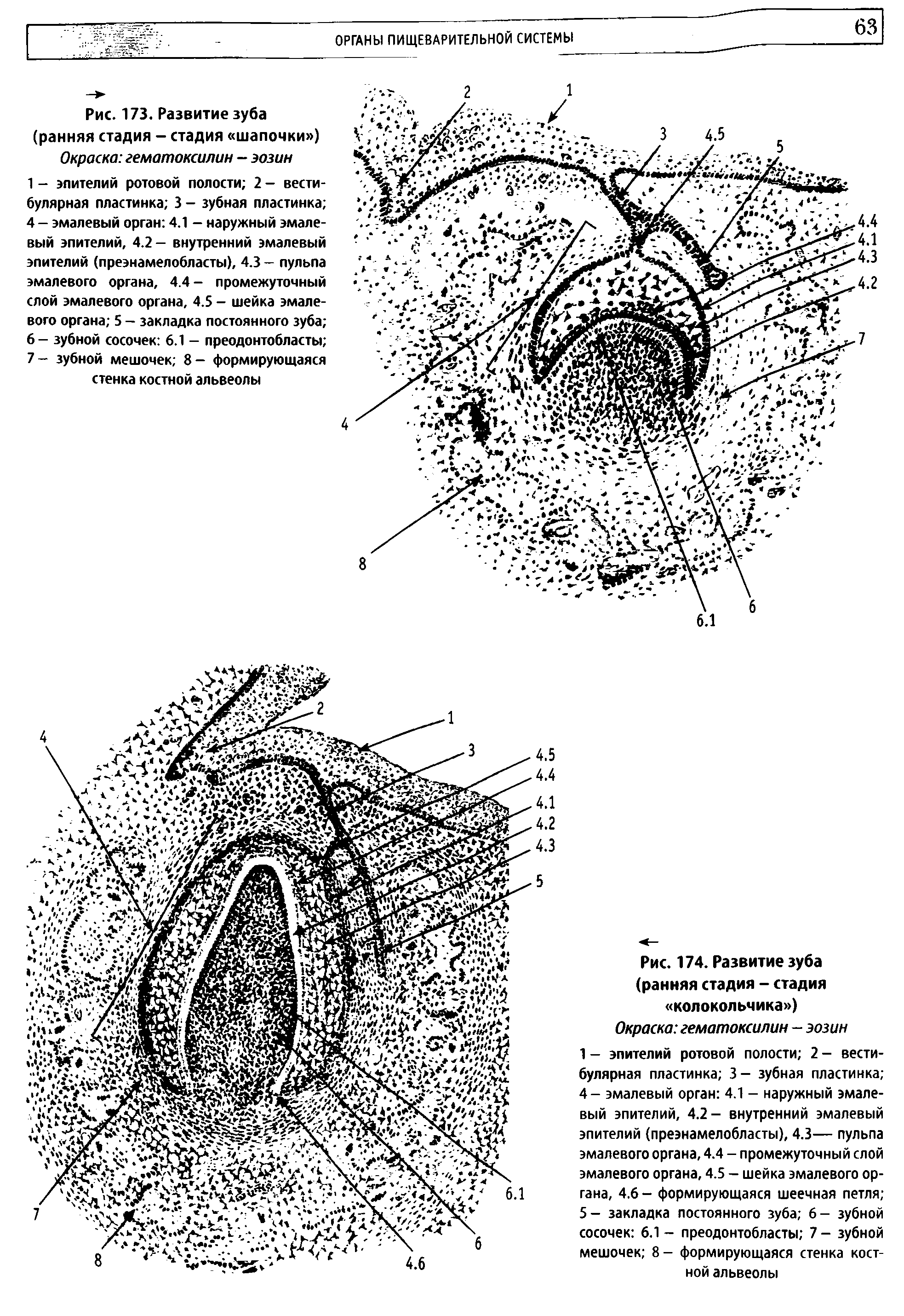 Рис. 174. Развитие зуба (ранняя стадия - стадия колокольчика )...