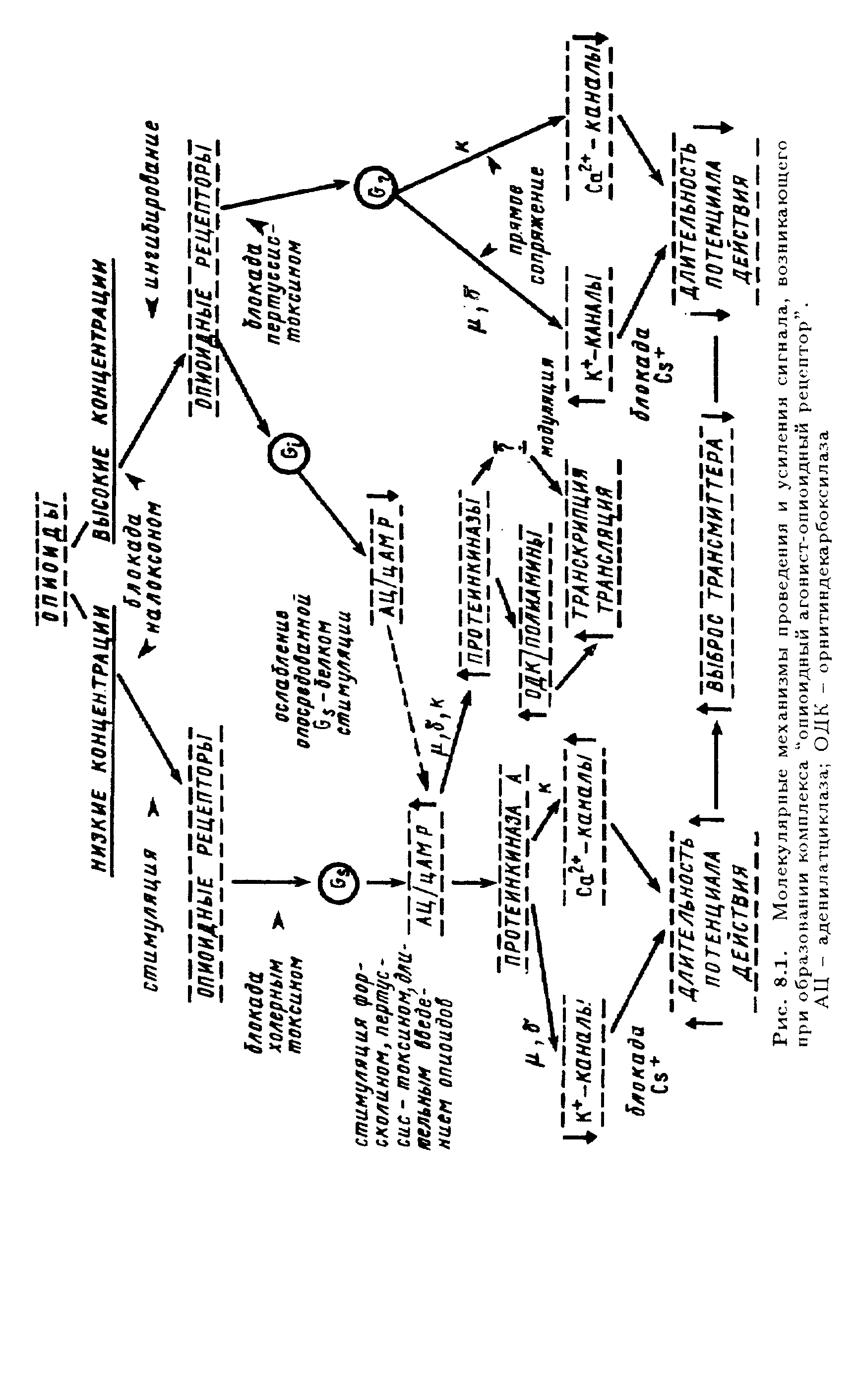 Рис. 8.1. Молекулярные механизмы проведения и усиления сигнала, возникающего при образовании комплекса опиоидный агонист-опиоидный рецептор .