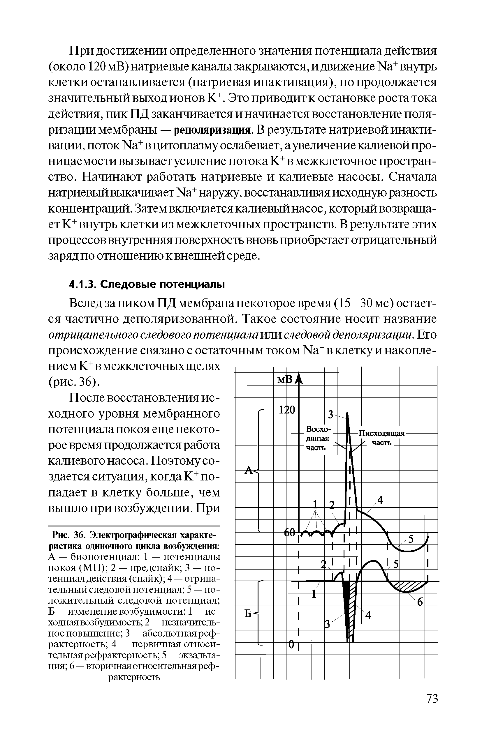 Рис. 36. Электрографическая характеристика одиночного цикла возбуждения А — биопотенциал 1 — потенциалы покоя (МП) 2 — предспайк 3 — потенциал действия (спайк) 4 — отрицательный следовой потенциал 5 — положительный следовой потенциал Б — изменение возбудимости 1 — исходная возбудимость 2 — незначительное повышение 3 — абсолютная реф-рактерность 4 — первичная относительная рефрактерность 5 — экзальтация 6 — вторичная относительная реф-ракгерность...