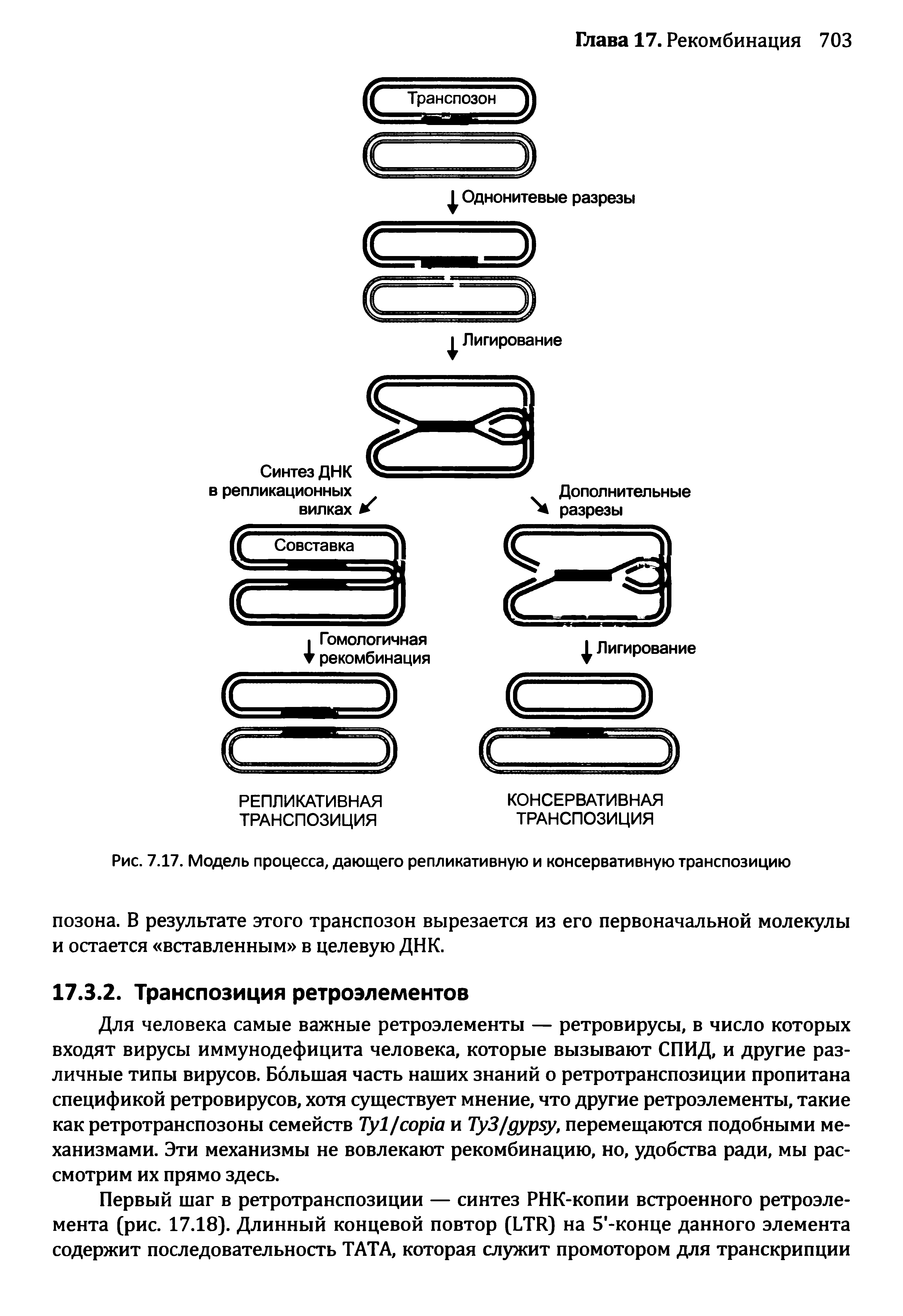 Рис. 7.17. Модель процесса, дающего репликативную и консервативную транспозицию...