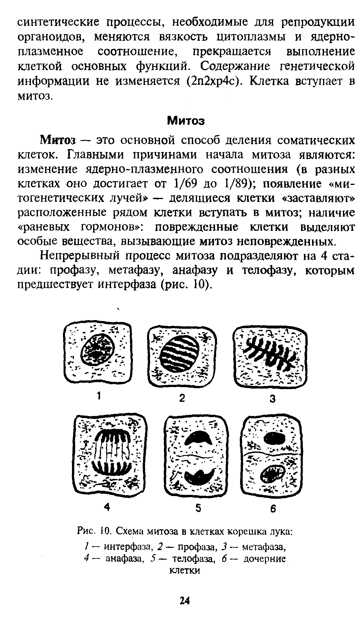 Рис. 10. Схема митоза в клетках корешка лука 1 — интерфаза, 2 — профаза, 3 — метафаза, 4 — анафаза, 5 — телофаза, 6 — дочерние клетки...