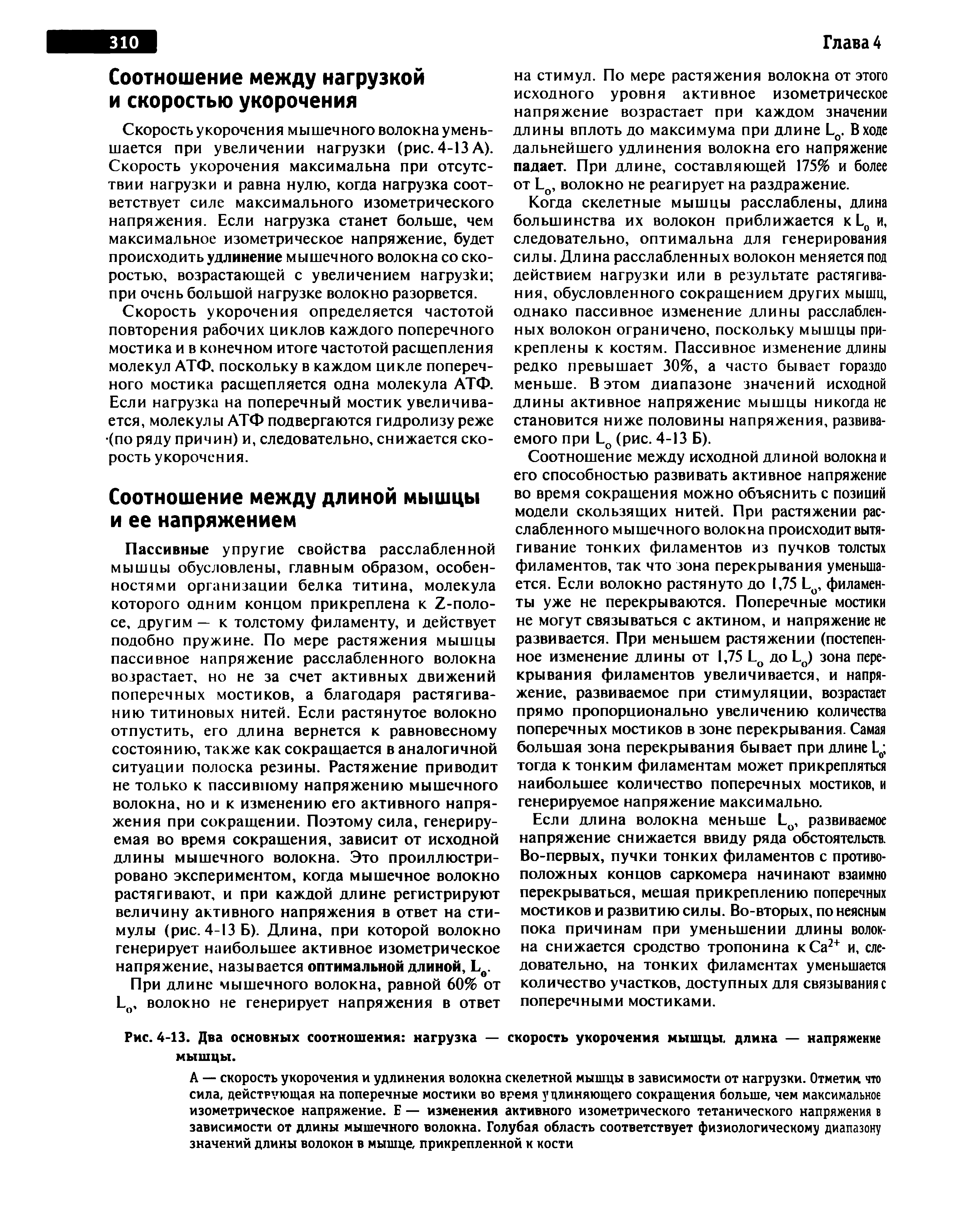 Рис. 4-13. Два основных соотношения нагрузка — скорость укорочения мышцы, длина — напряжение мышцы.