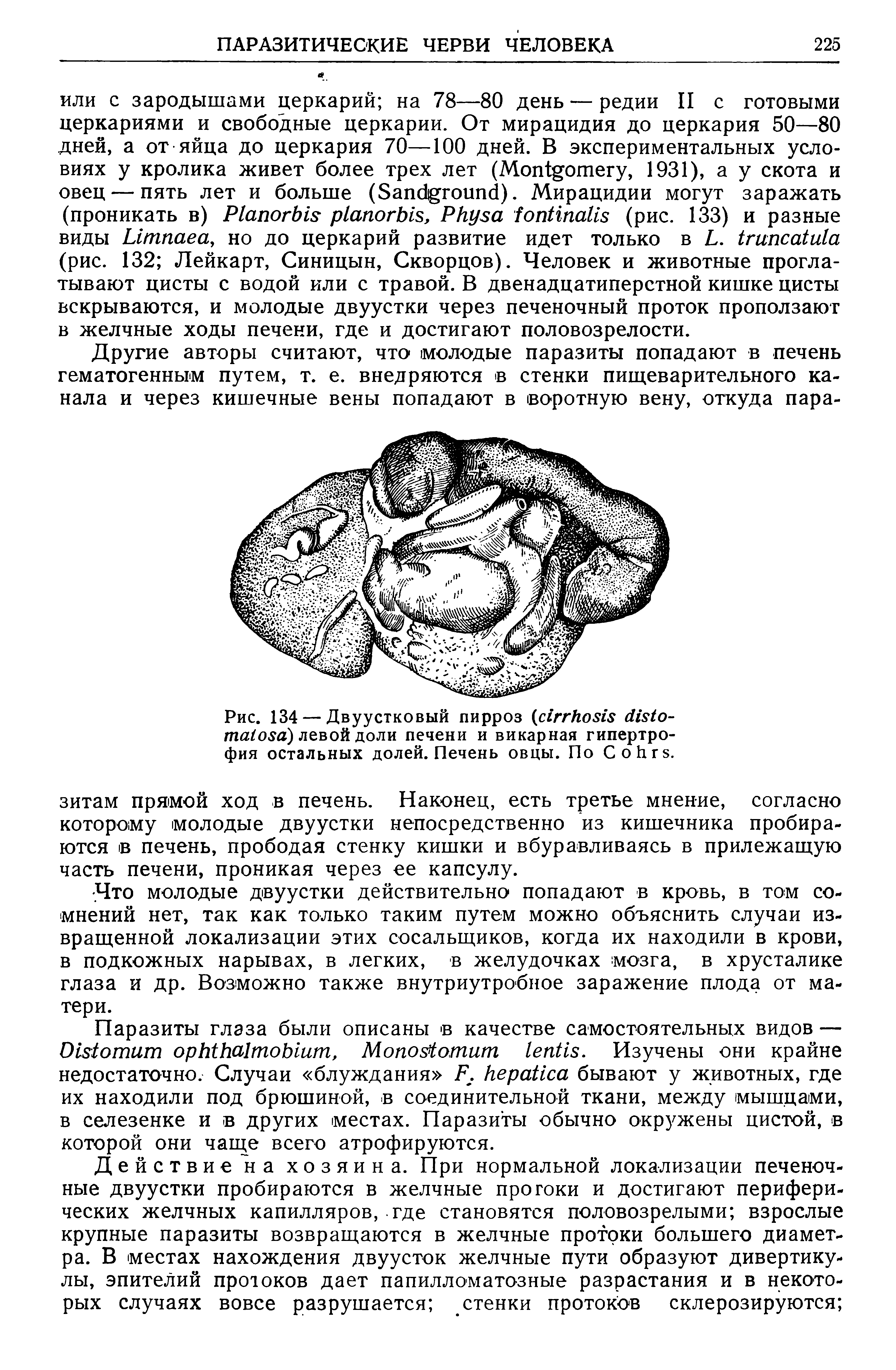 Рис. 134 — Двуустковый пирроз ( - ) левой доли печени и викарная гипертрофия остальных долей. Печень овцы. По С о .