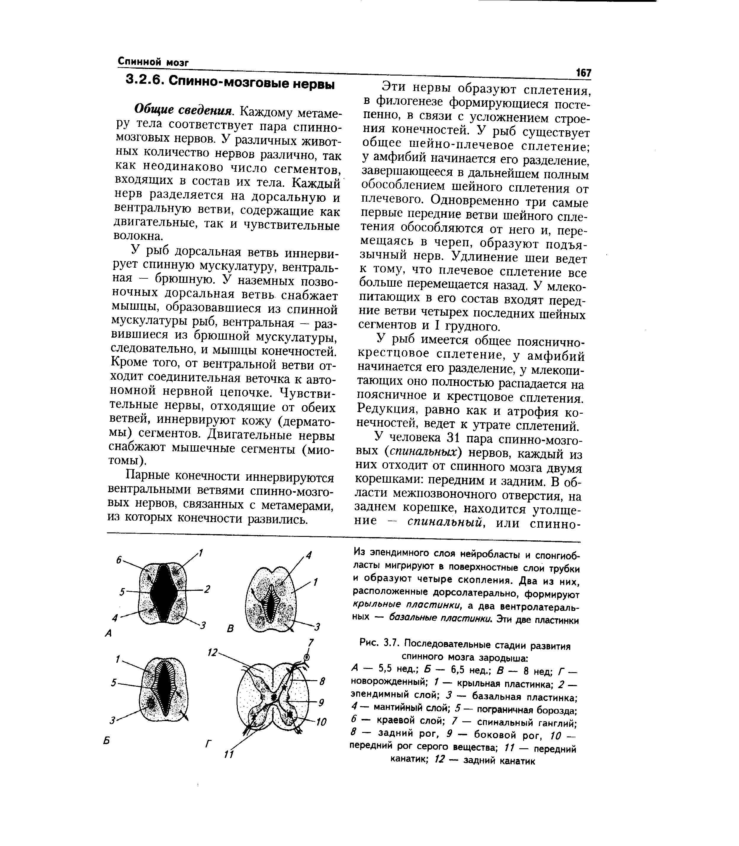 Рис. 3.7. Последовательные стадии развития спинного мозга зародыша ...