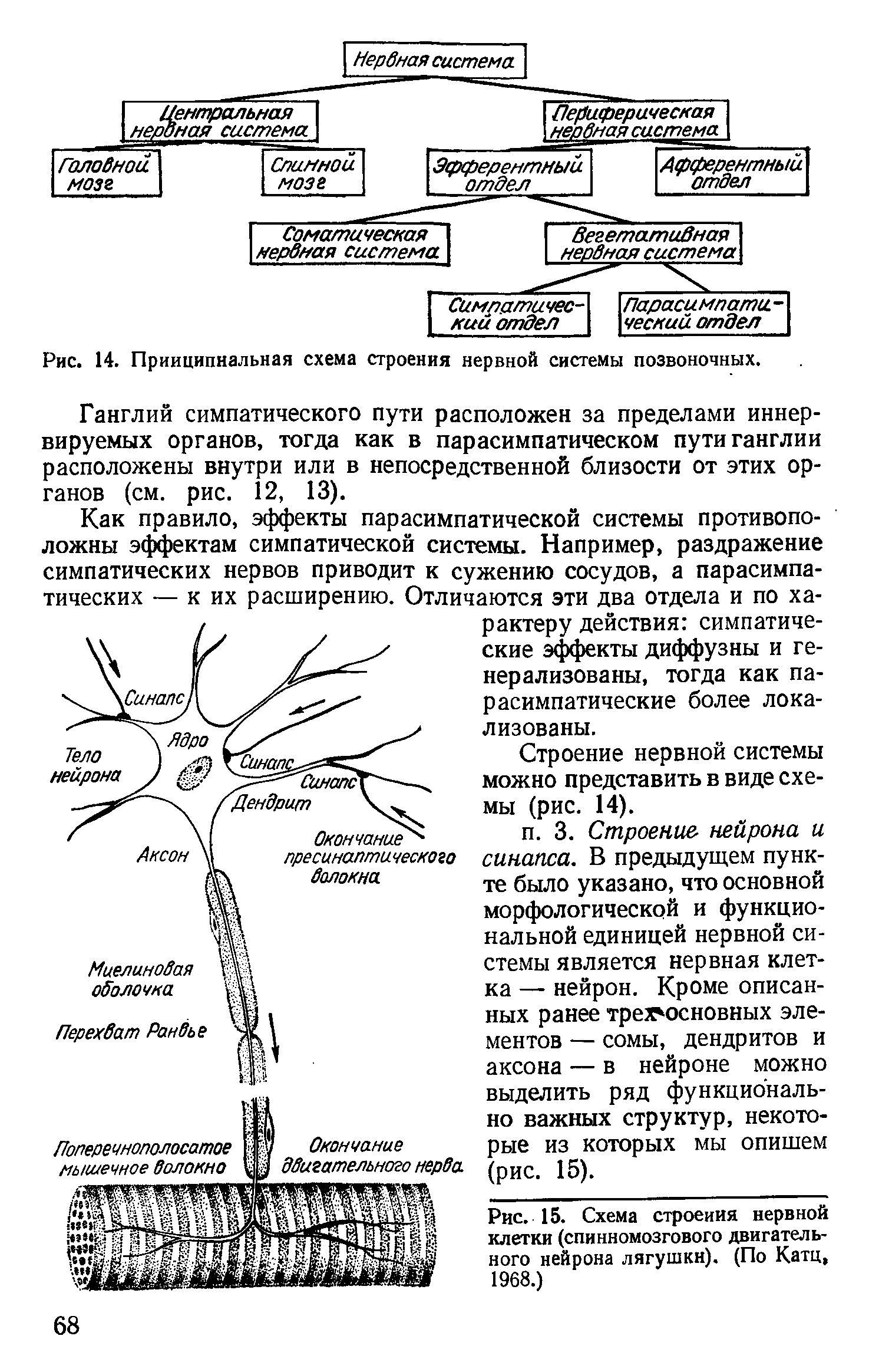 Рис. 14. Принципиальная схема строения нервной системы позвоночных.