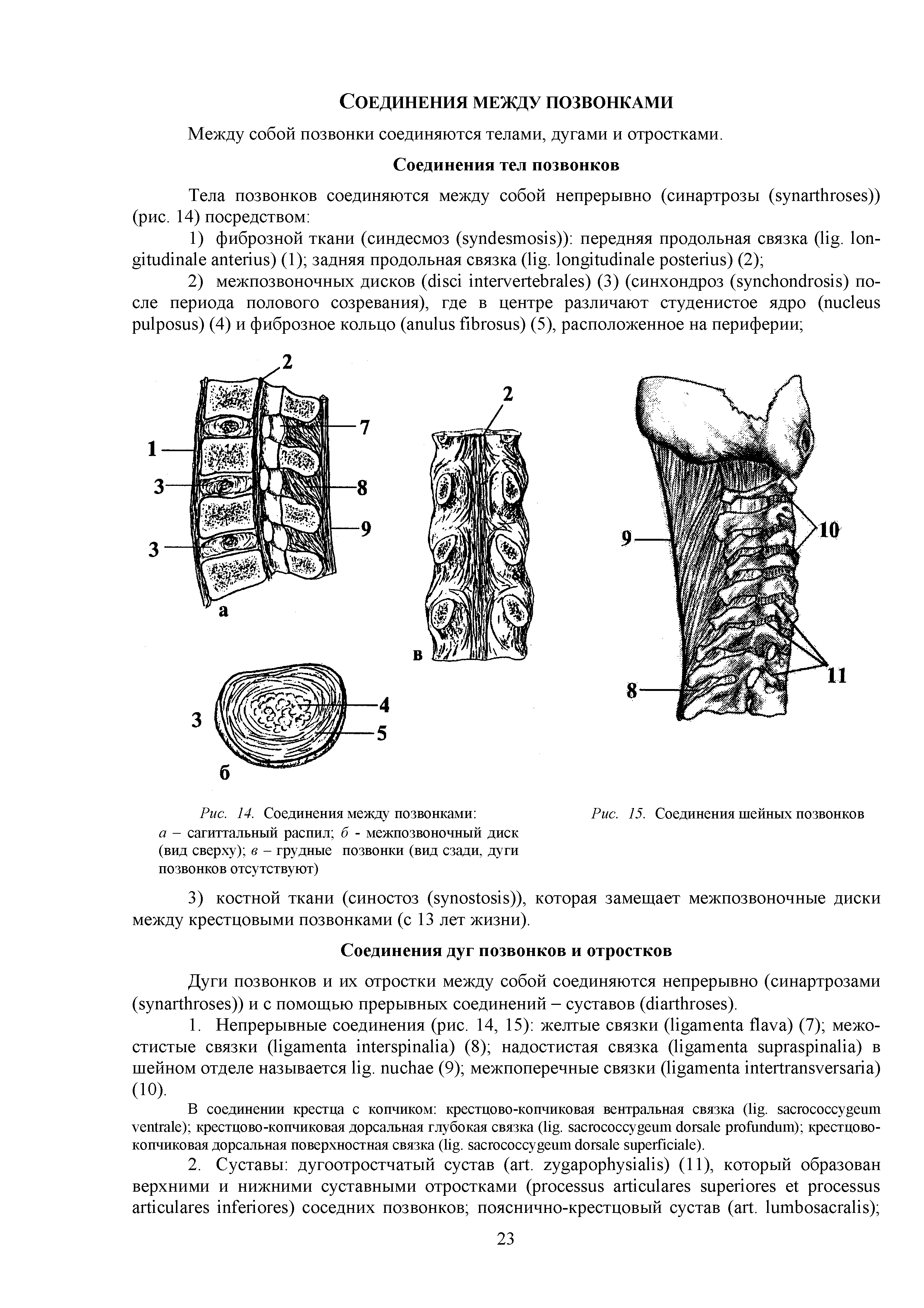 Рис. 14. Соединения между позвонками Рис. 15. Соединения шейных позвонков...