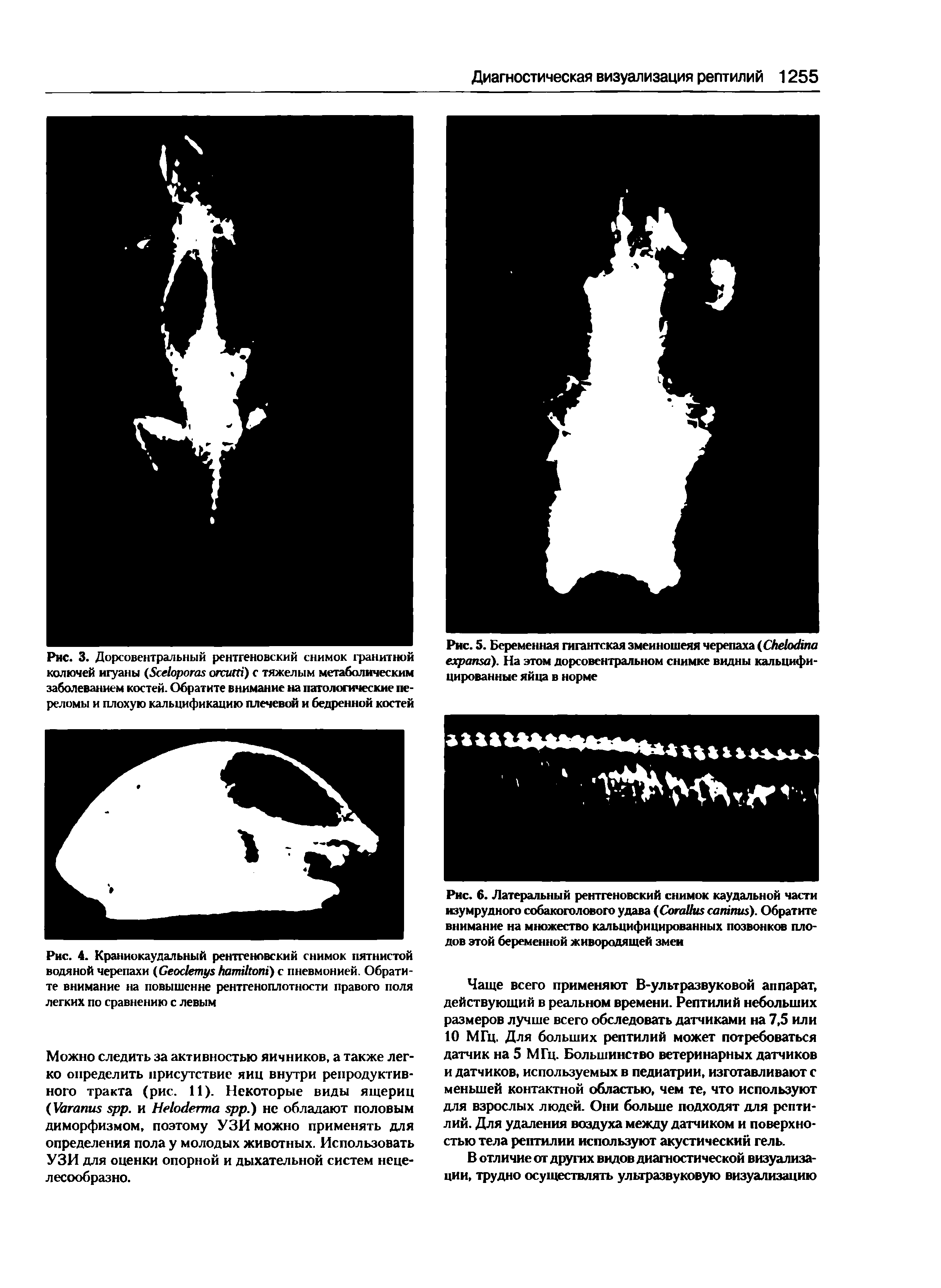 Рис. 5. Беременная гигантская змеиношеяя черепаха (С/юккИла ехрагка). На этом дорсовентральном снимке видны кальцифицированные яйца в норме...