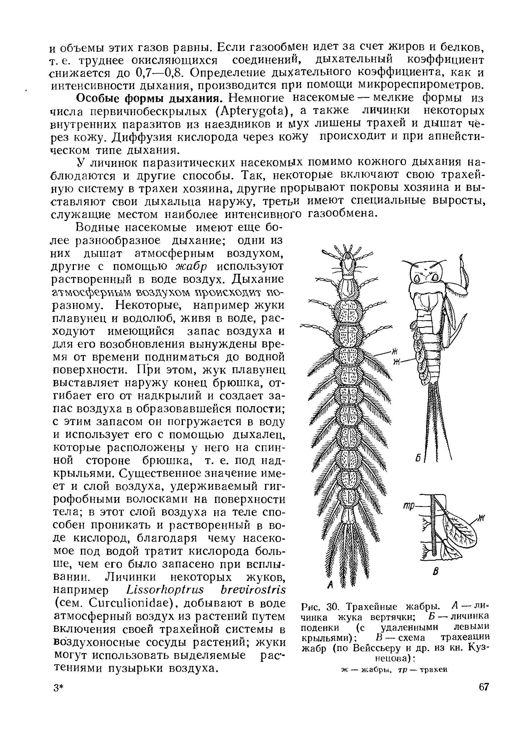 Рис. 30. Трахейные жабры. А — личинка жука вертячки Б — личинка поденки (с удаленными левыми крыльями) В — схема трахеации жабр (по Вейссьеру и др. из кн. Кузнецова) ...