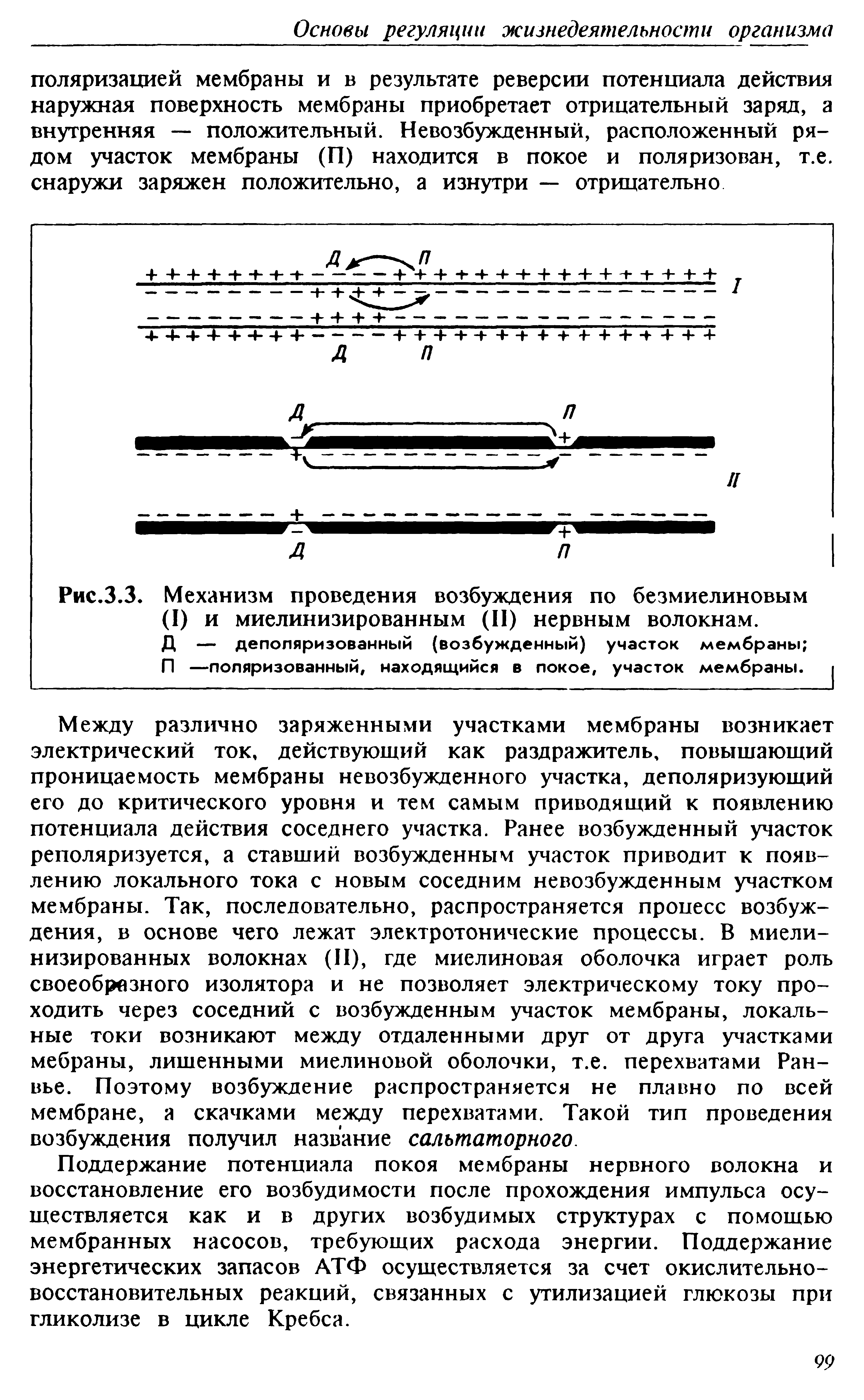 Рис.3.3. Механизм проведения возбуждения по безмиелиновым (I) и миелинизированным (II) нервным волокнам.