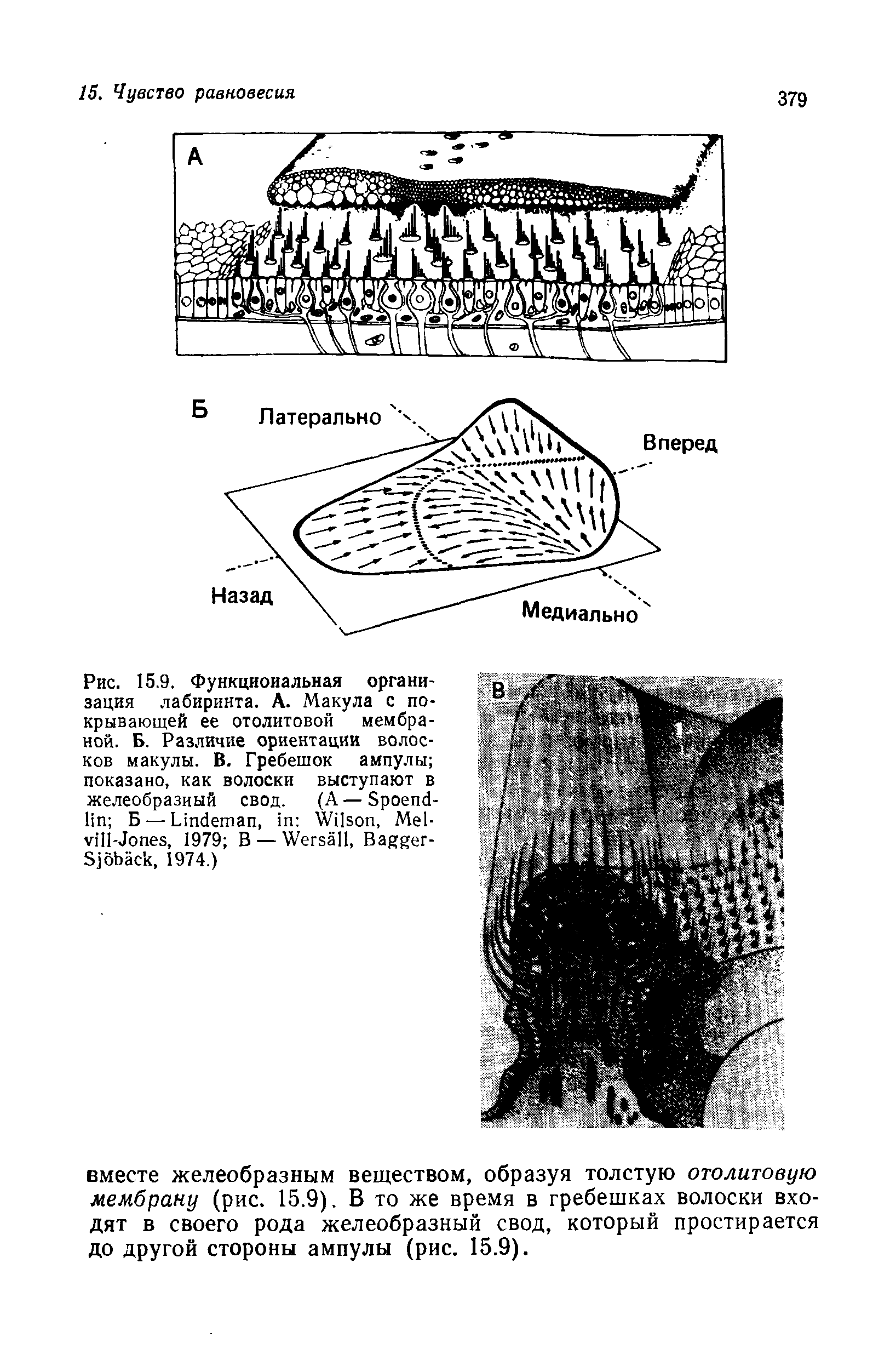 Рис. 15.9. Функциональная организация лабиринта. А. Макула с покрывающей ее отолитовой мембраной. Б. Различие ориентации волосков макулы. В. Гребешок ампулы показано, как волоски выступают в желеобразный свод. (А—S - Б — L , W , M - -J , 1979 В — W , B -S , 1974.)...