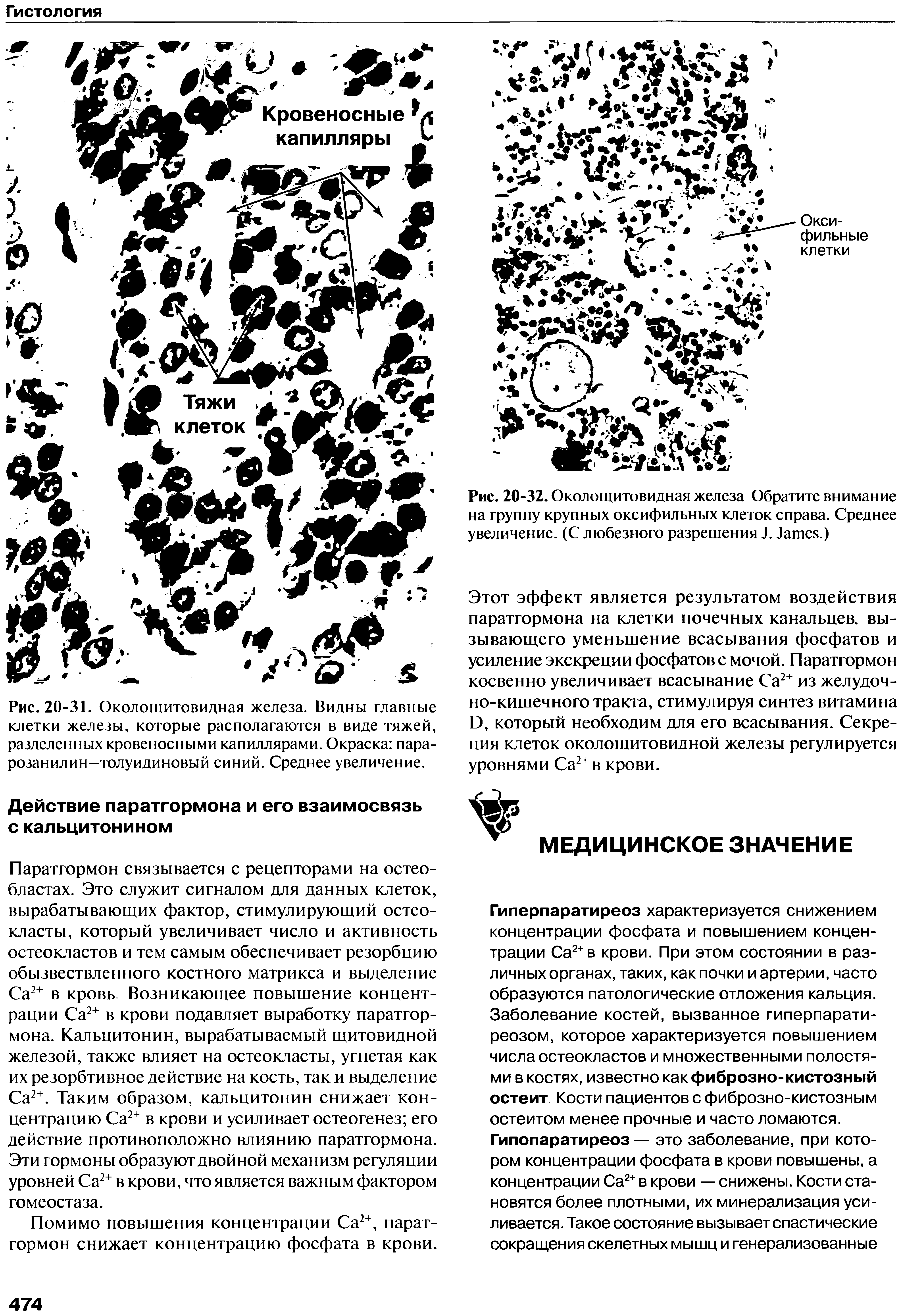 Рис. 20-31. Околощитовидная железа. Видны главные клетки железы, которые располагаются в виде тяжей, разделенных кровеносными капиллярами. Окраска парарозанилин-толуидиновый синий. Среднее увеличение.