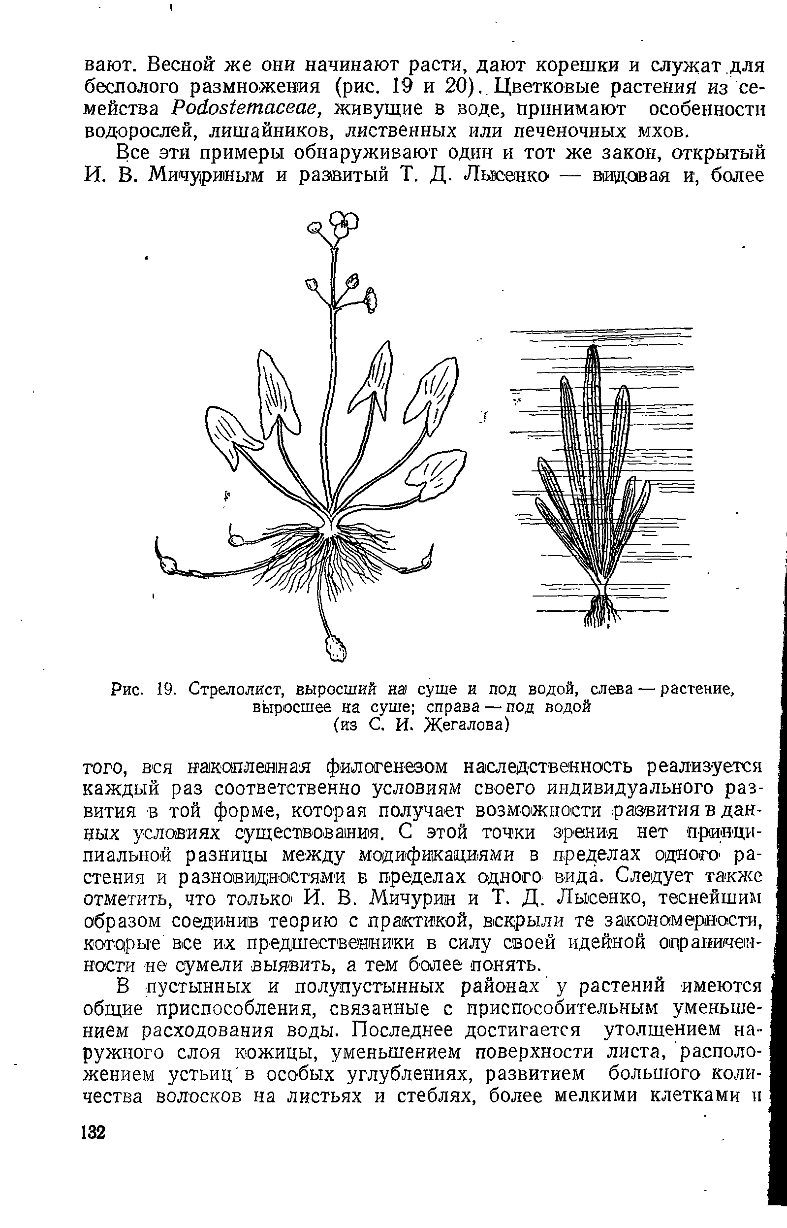 Рис. 19. Стрелолист, выросший на суше и под водой, слева — растение, выросшее на суше справа — под водой...