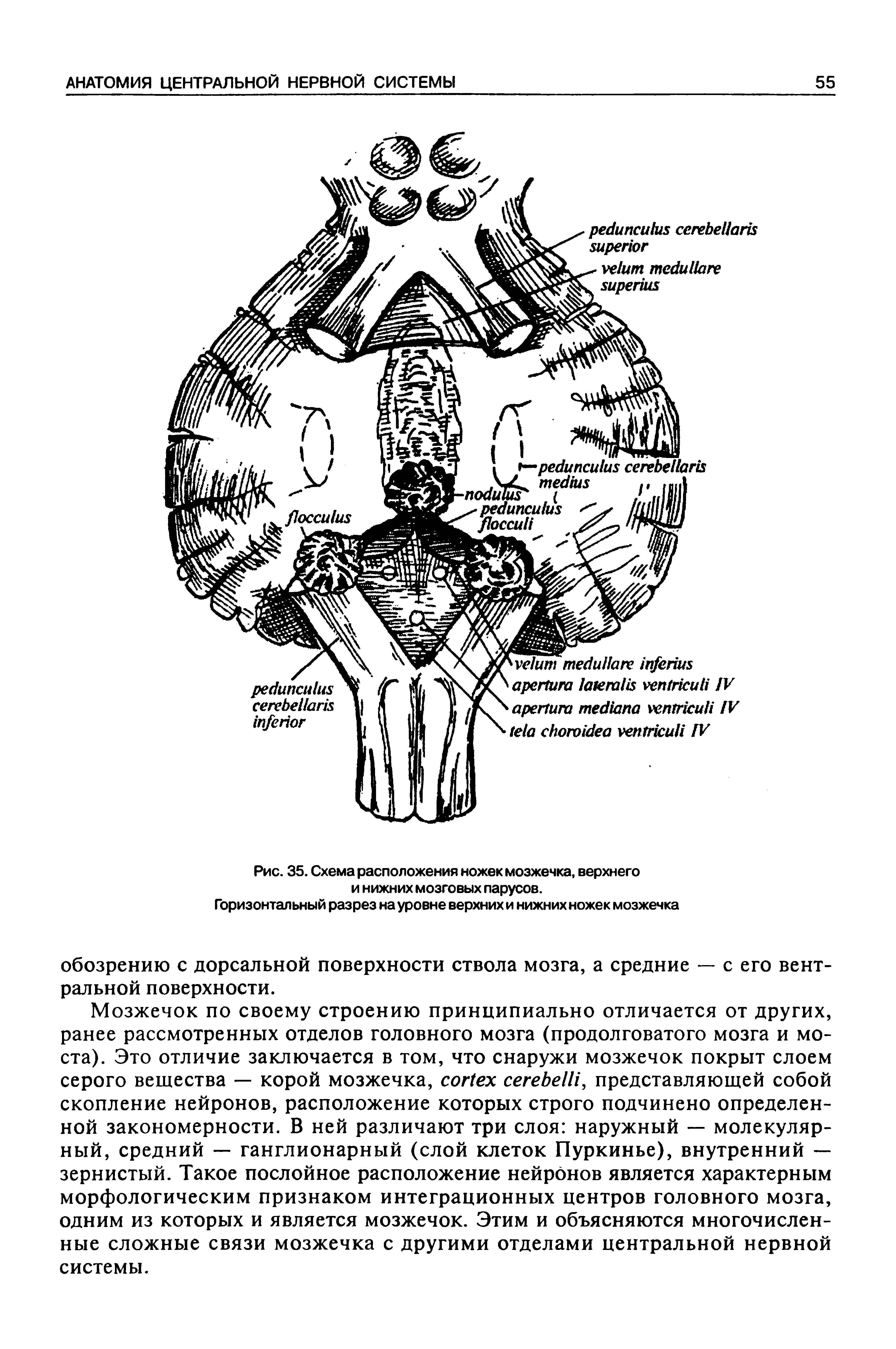 Рис. 35. Схема расположения ножек мозжечка, верхнего и нижних мозговых парусов.