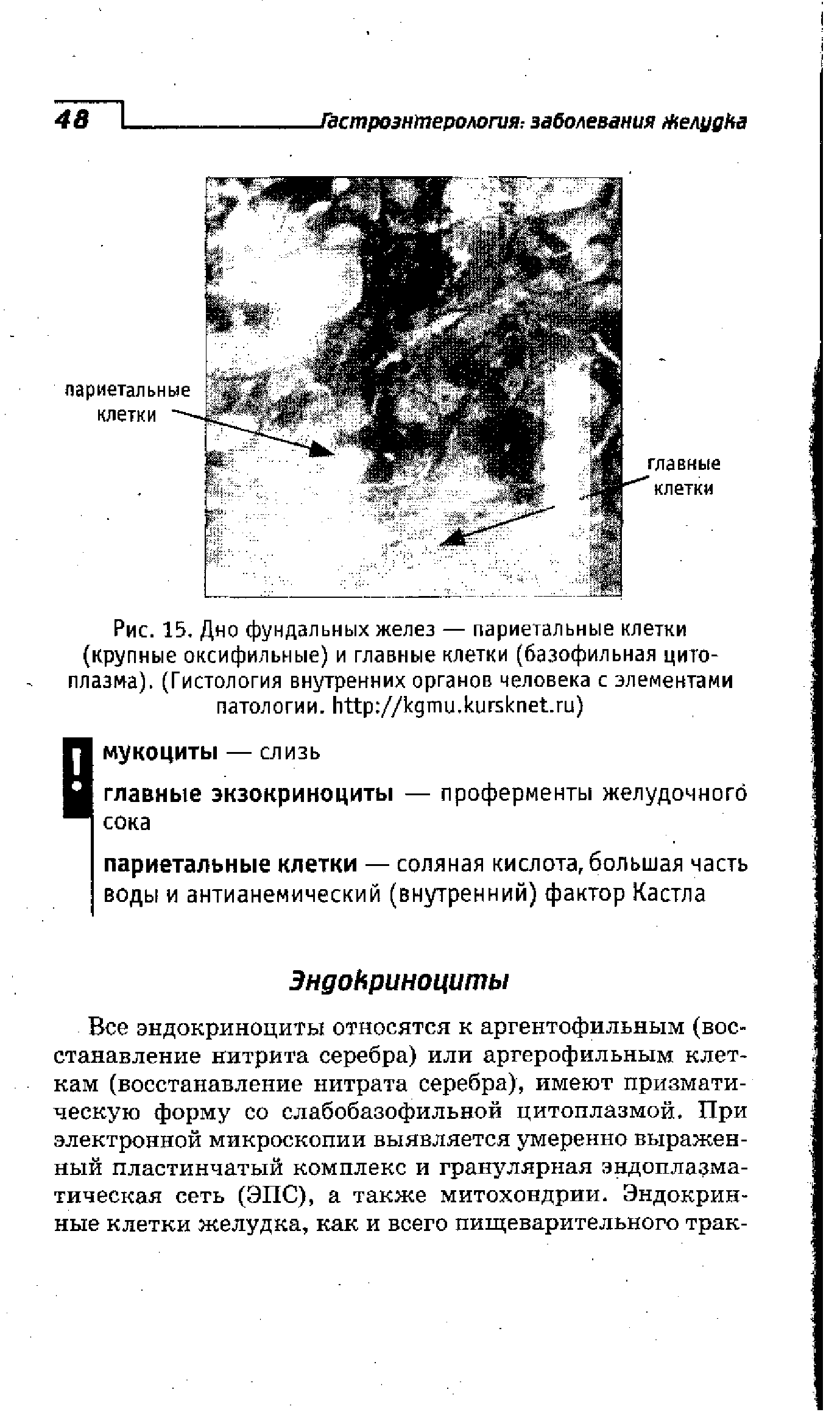 Рис. 15. Дно фундальных желез — париетальные клетки (крупные оксифильные) и главные клетки (базофильная цитоплазма). (Гистология внутренних органов человека с элементами патологии, // . . )...