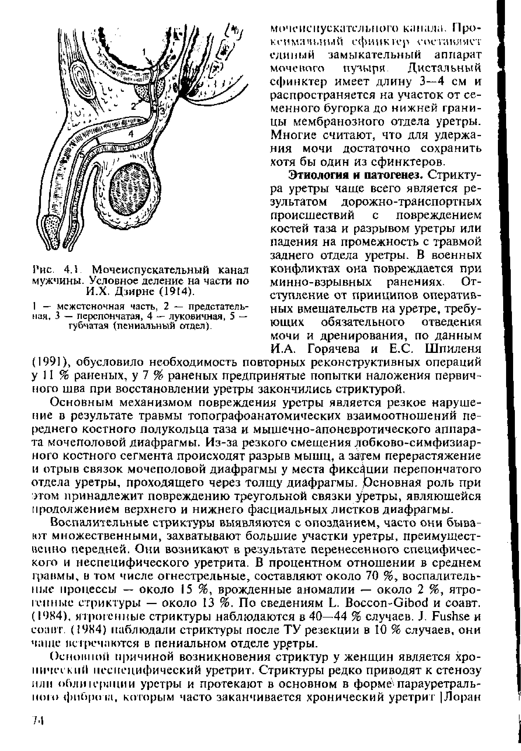 Рис. 4.1 Мочеиспускательный канал мужчины. Условное деление на части по И.Х. Дзирне (19(4).