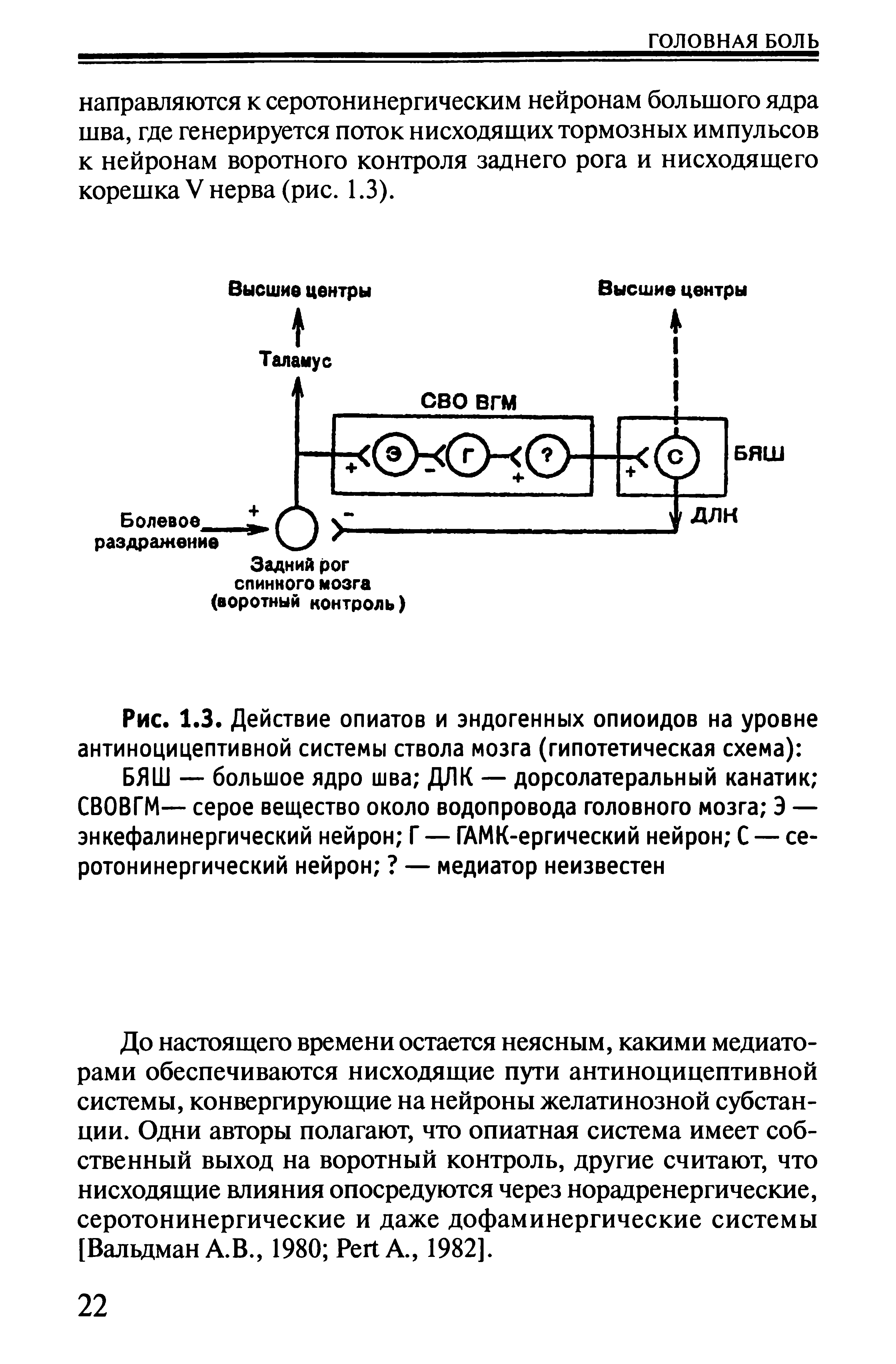 Рис. 1.3. Действие опиатов и эндогенных опиоидов на уровне антиноцицептивной системы ствола мозга (гипотетическая схема) ...