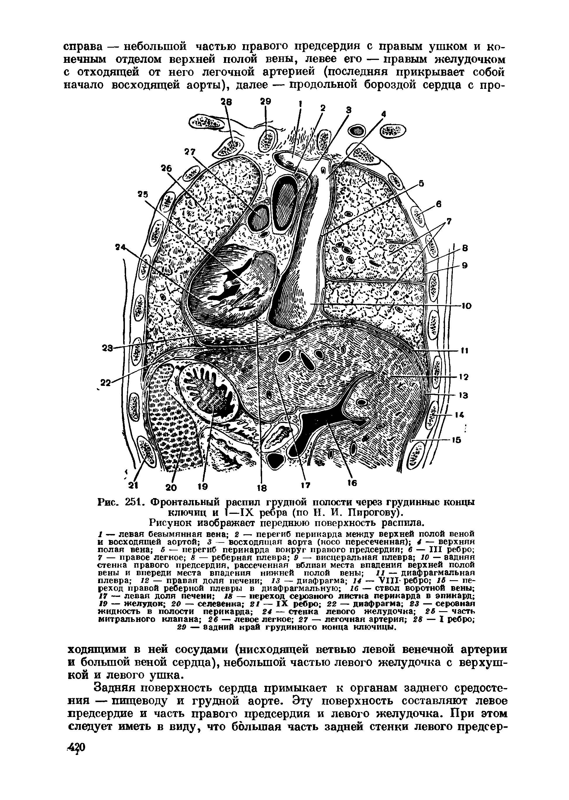 Рис. 251. Фронтальный распил грудной полости через грудинные концы ключиц и 1—IX ребра (по Н. И. Пирогову). Рисунок изображает переднюю поверхность распила.