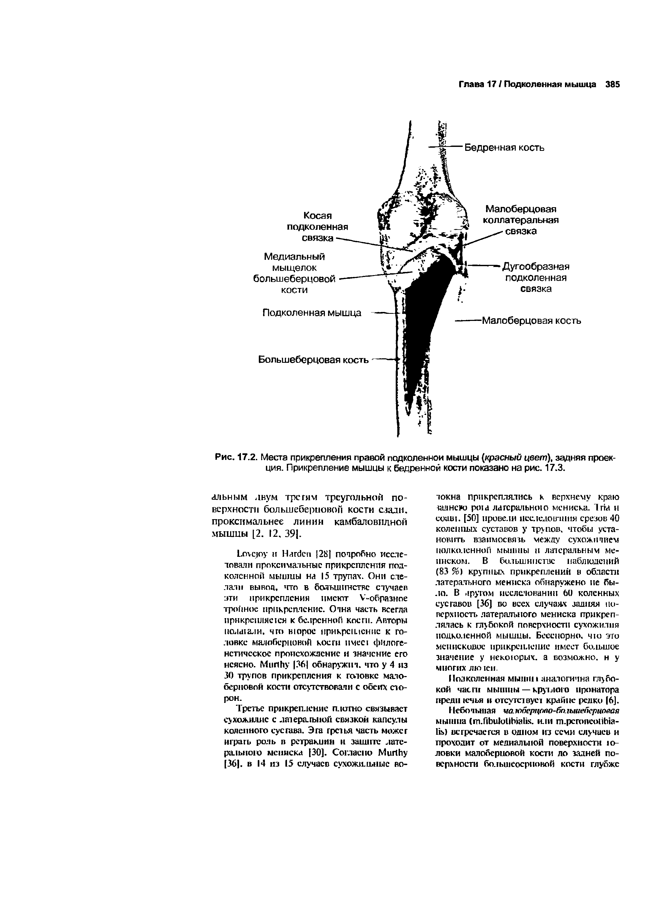 Рис. 17.2. Места прикрепления правой подколенной мышцы (красный цвет), задняя проекция. Прикрепление мышцы к бедренной кости показано на рис. 17.3.