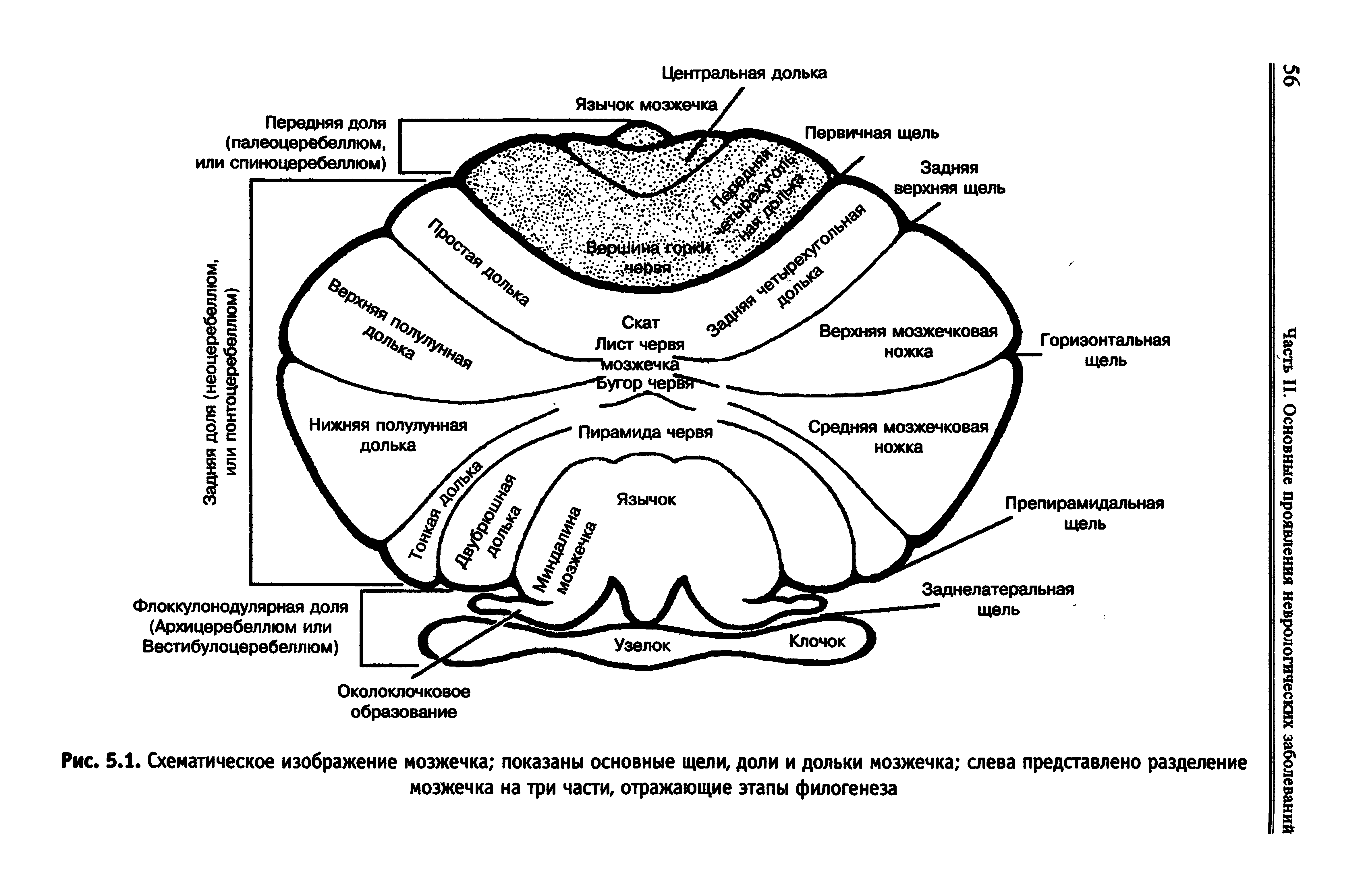 Рис. 5.1. Схематическое изображение мозжечка показаны основные щели, доли и дольки мозжечка слева представлено разделение мозжечка на три части, отражающие этапы филогенеза...