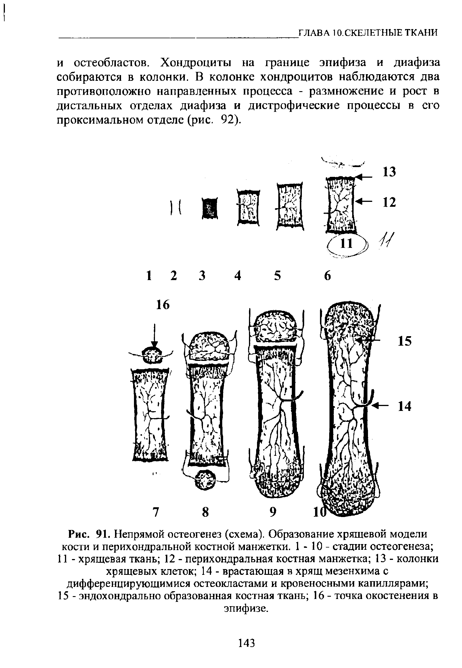 Рис. 91. Непрямой остеогенез (схема). Образование хрящевой модели кости и перихондральной костной манжетки. 1 - 10 - стадии остеогенеза 11 - хрящевая ткань 12 - перихондральная костная манжетка 13 - колонки хрящевых клеток 14 - врастающая в хрящ мезенхима с дифференцирующимися остеокластами и кровеносными капиллярами ...