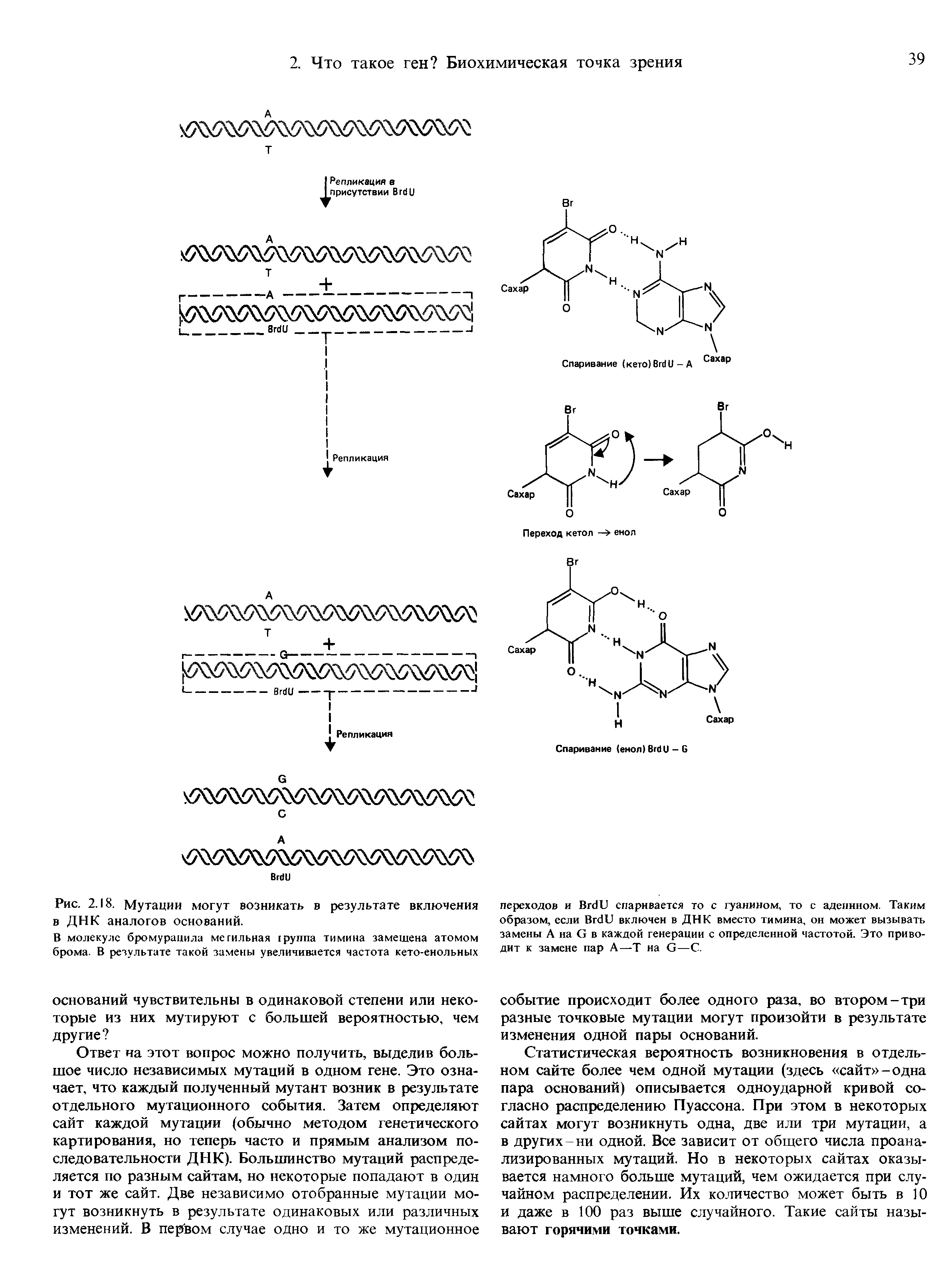 Рис. 2.18. Мутации могут возникать в результате включения в ДНК аналогов оснований.