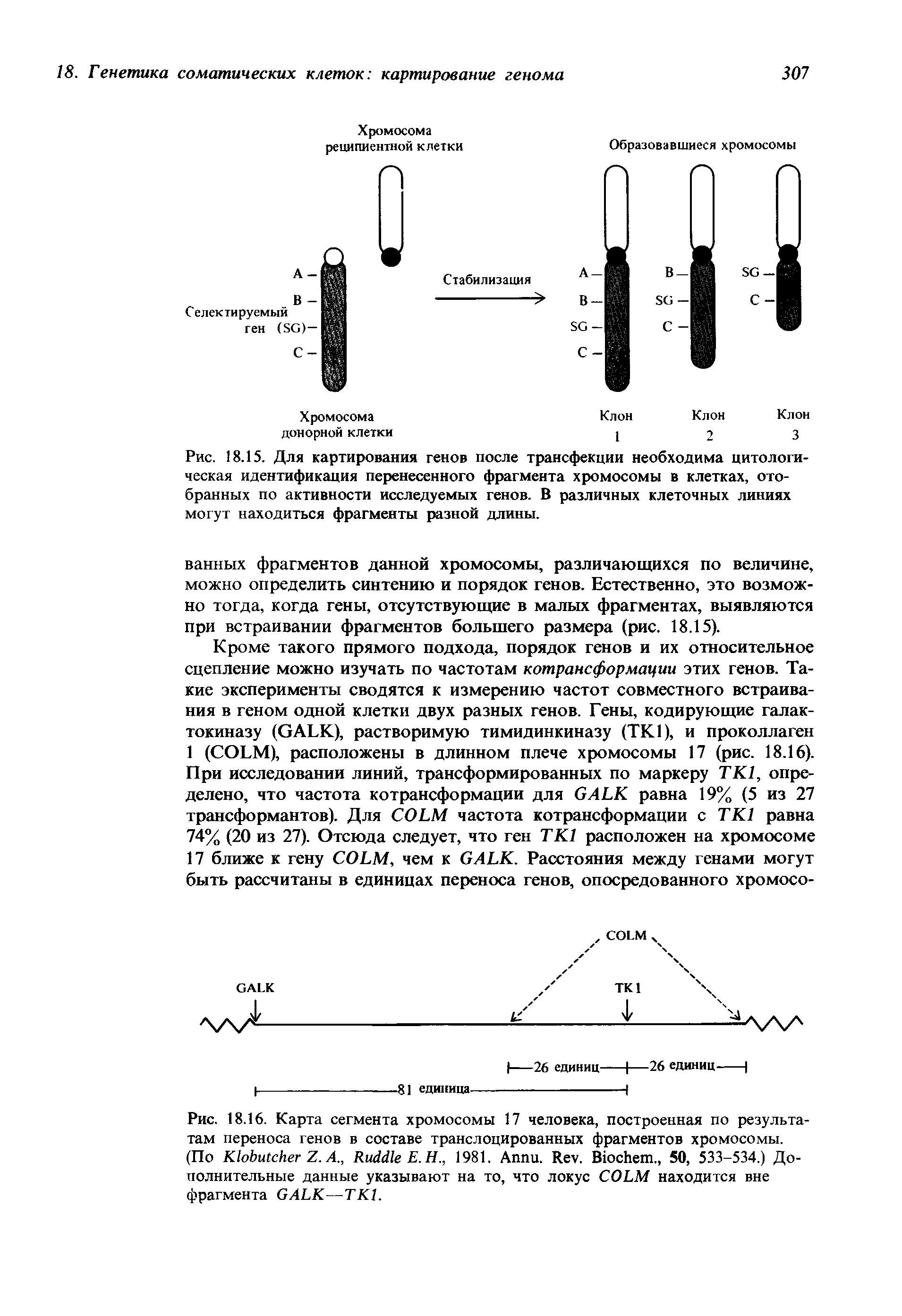 Рис. 18.16. Карта сегмента хромосомы 17 человека, построенная по результатам переноса генов в составе транслоцированных фрагментов хромосомы. (По K Z. A., R Е.Н., 1981. A . R . B ., 50, 533-534.) Дополнительные данные указывают на то, что локус COLM находится вне фрагмента GALK—ТК1.