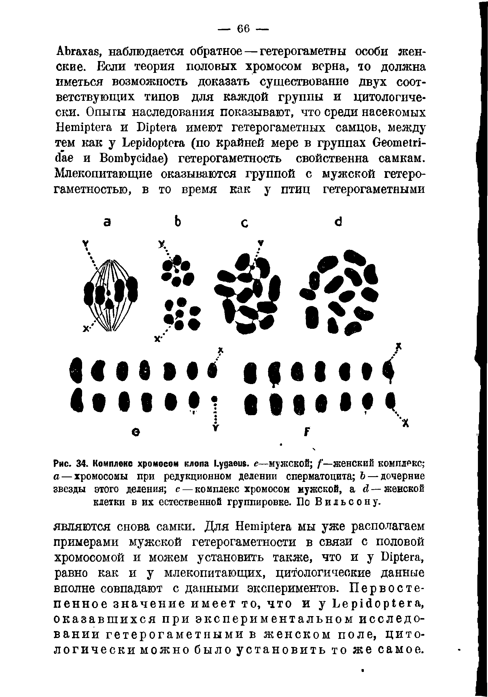 Рис. 34. Комплекс хромосом клопа L . е—мужской / —женский комплекс а — хромосомы при редукционном делении сперматоцита Ъ — дочерние гвезды этого деления с — комплекс хромосом мужской, — женской клетки в их естественной группировке. По Вильсону.