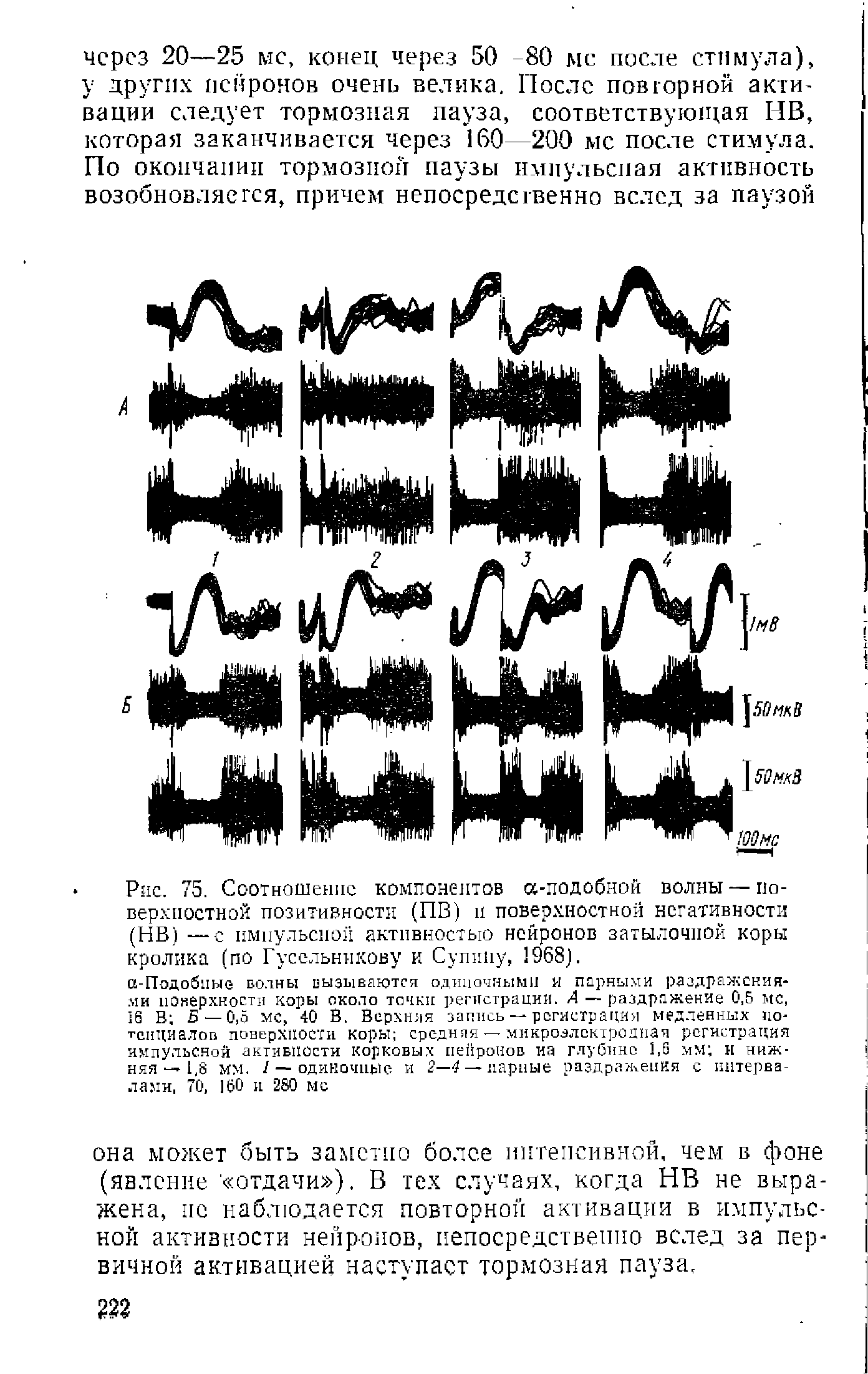 Рис. 75. Соотношение компонентов а-подобной волны — поверхностной позитивности (ПВ) и поверхностной негативности (НВ) —с импульсной активностью нейронов затылочной коры кролика (по Гусельникову и Супину, 968).