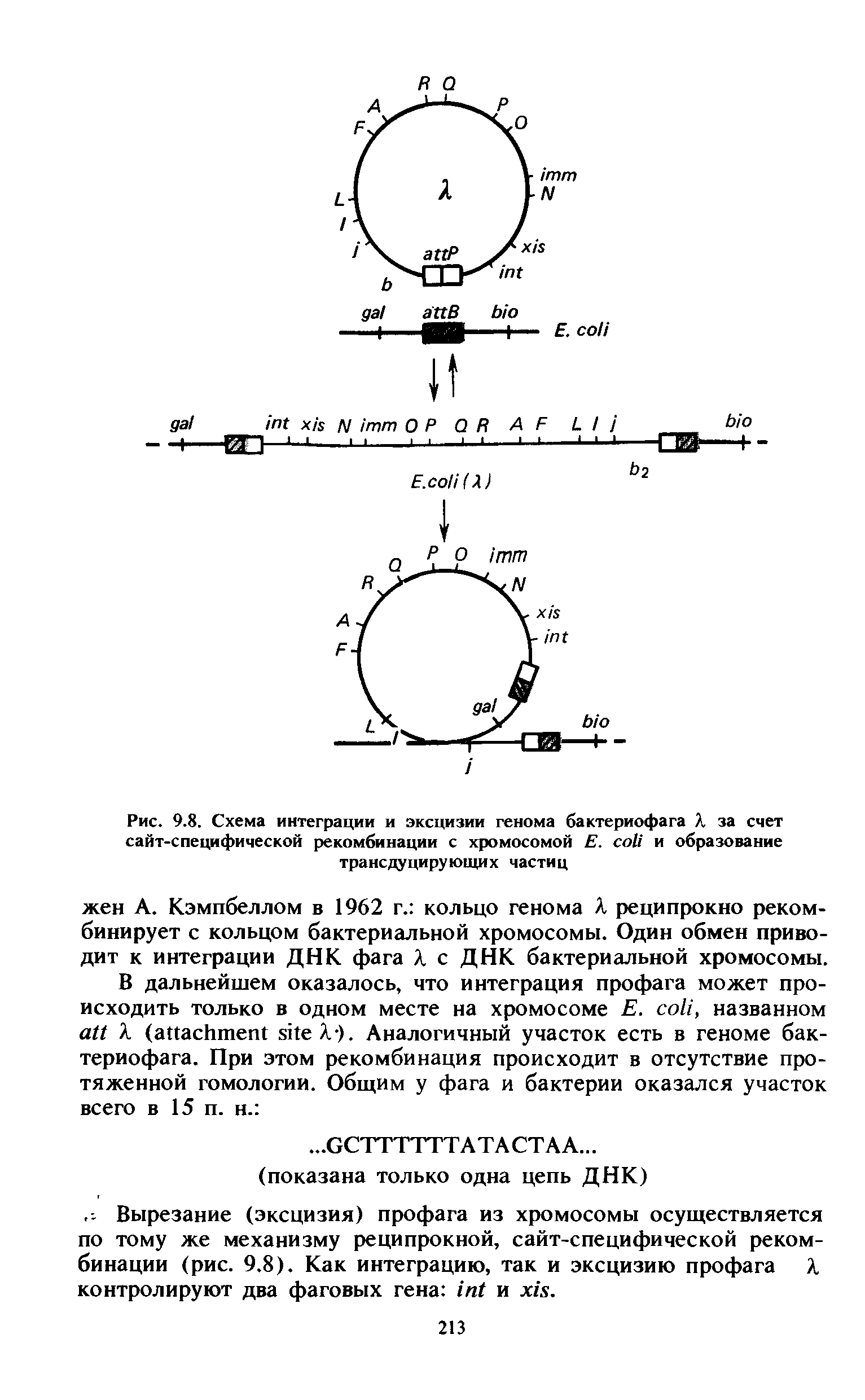 Рис. 9.8. Схема интеграции и эксцизии генома бактериофага Л за счет сайт-специфической рекомбинации с хромосомой Е. и образование трансдуцирующих частиц...