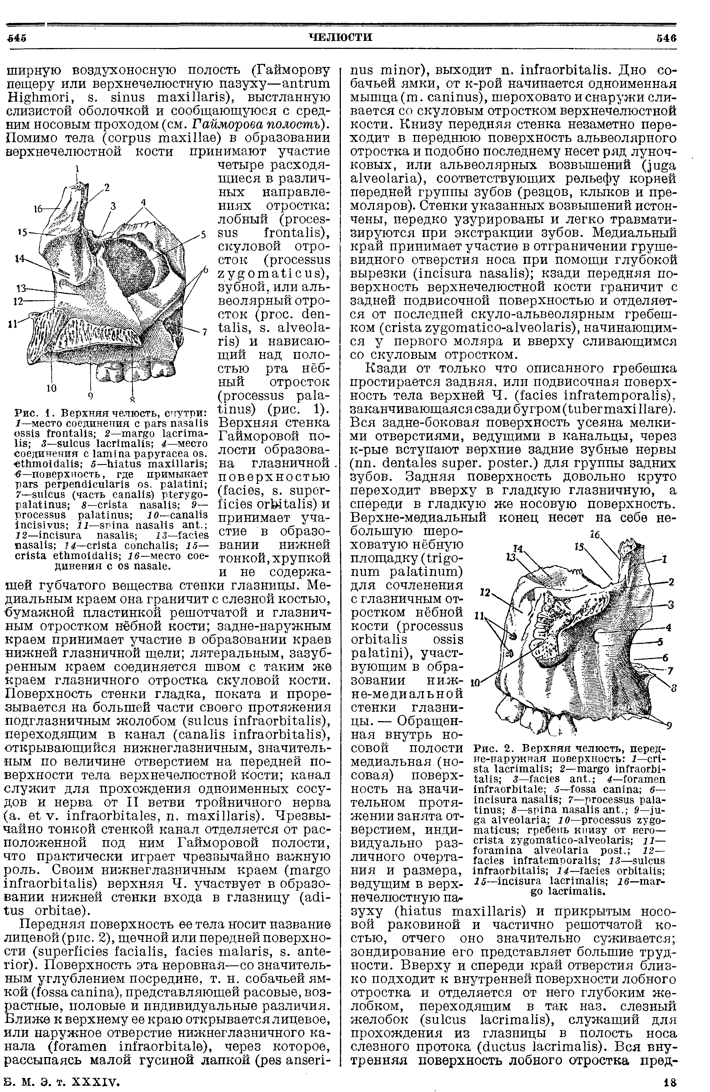 Рис. 1. Верхняя челюсть, счутри Г—место соединения с 2— 3— 4—место соединения . 5— ...