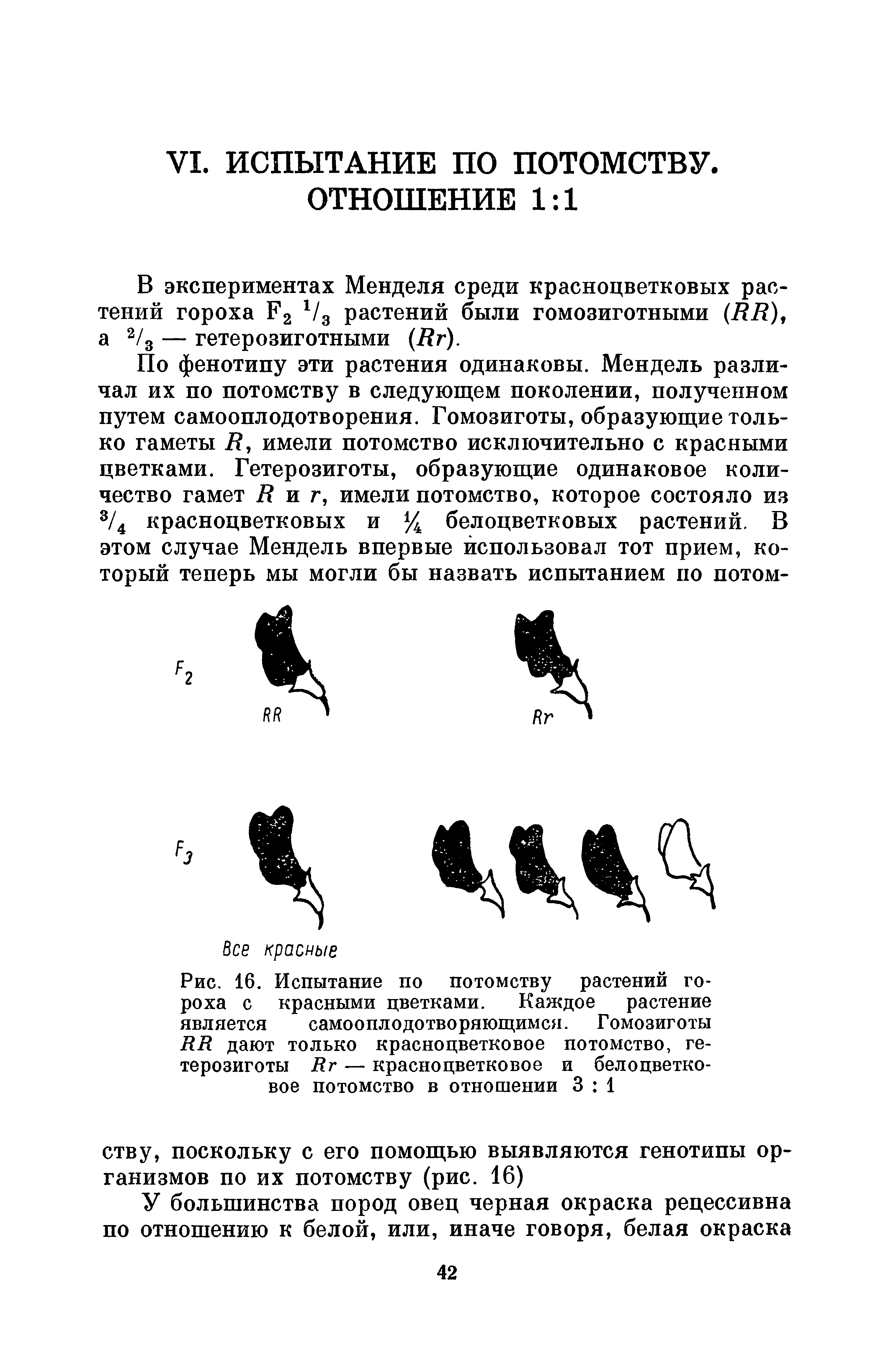 Рис. 16. Испытание по потомству растений гороха с красными цветками. Каждое растение является самооплодотворяющимся. Гомозиготы дают только красно цветковое потомство, гетерозиготы Яг — красноцветковое и белоцветковое потомство в отношении 3 1...