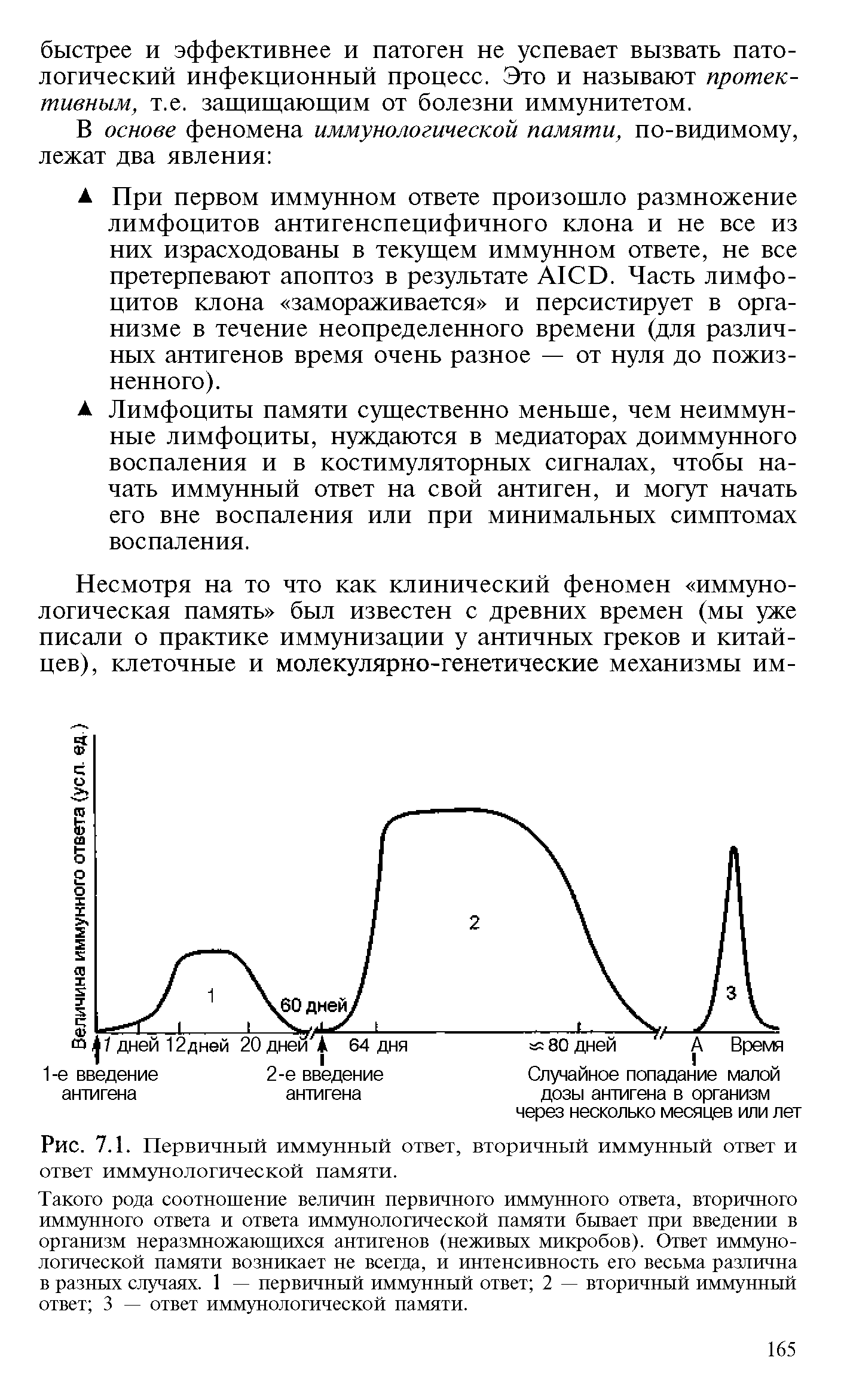 Рис. 7.1. Первичный иммунный ответ, вторичный иммунный ответ и ответ иммунологической памяти.