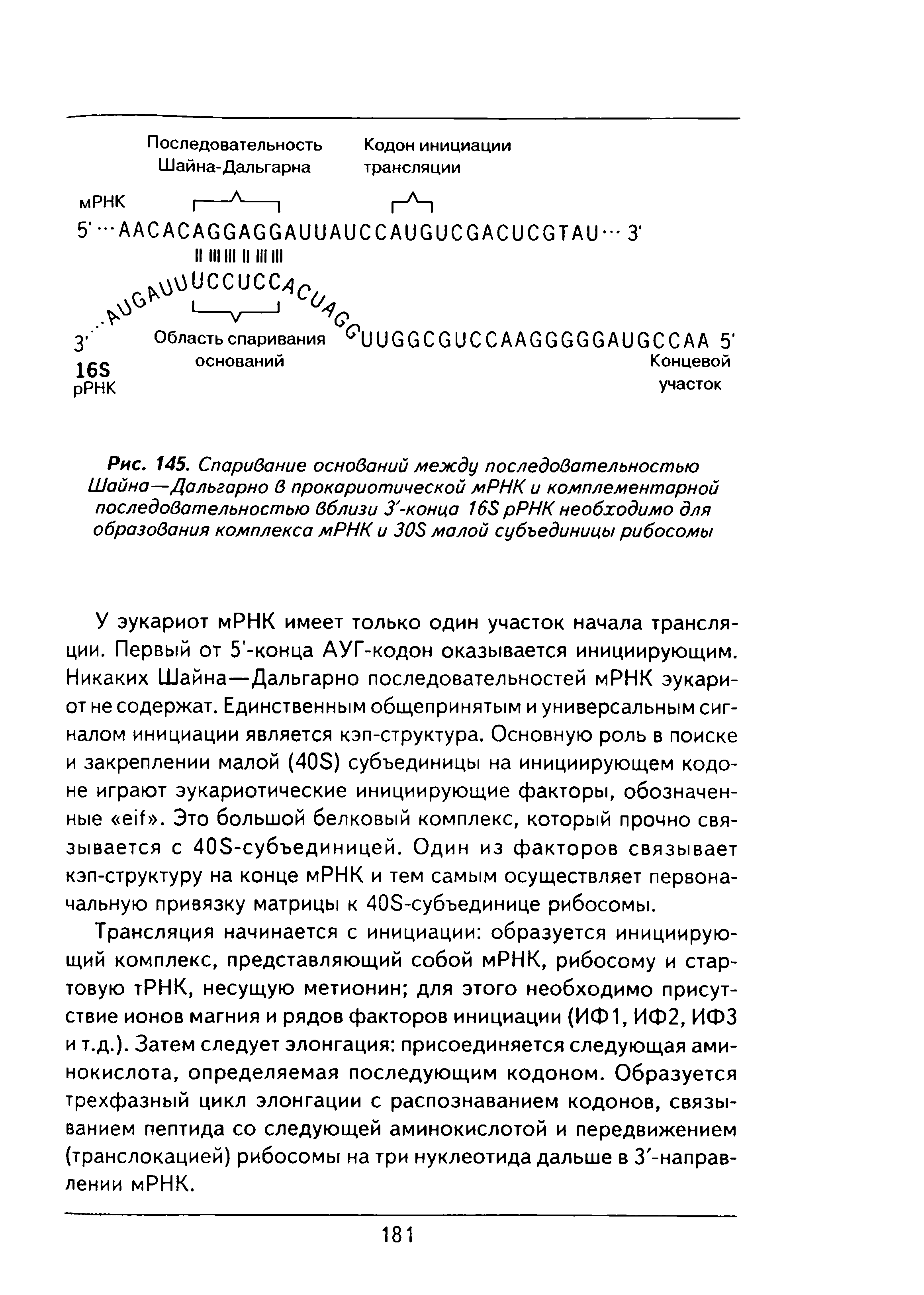 Рис. 145. Спаривание оснований между последовательностью Шайна—Дальгарно в прокариотической мРНК и комплементарной последовательностью вблизи З -конца 168 рРНК необходимо для образования комплекса мРНК и 308 малой субъединицы рибосомы...