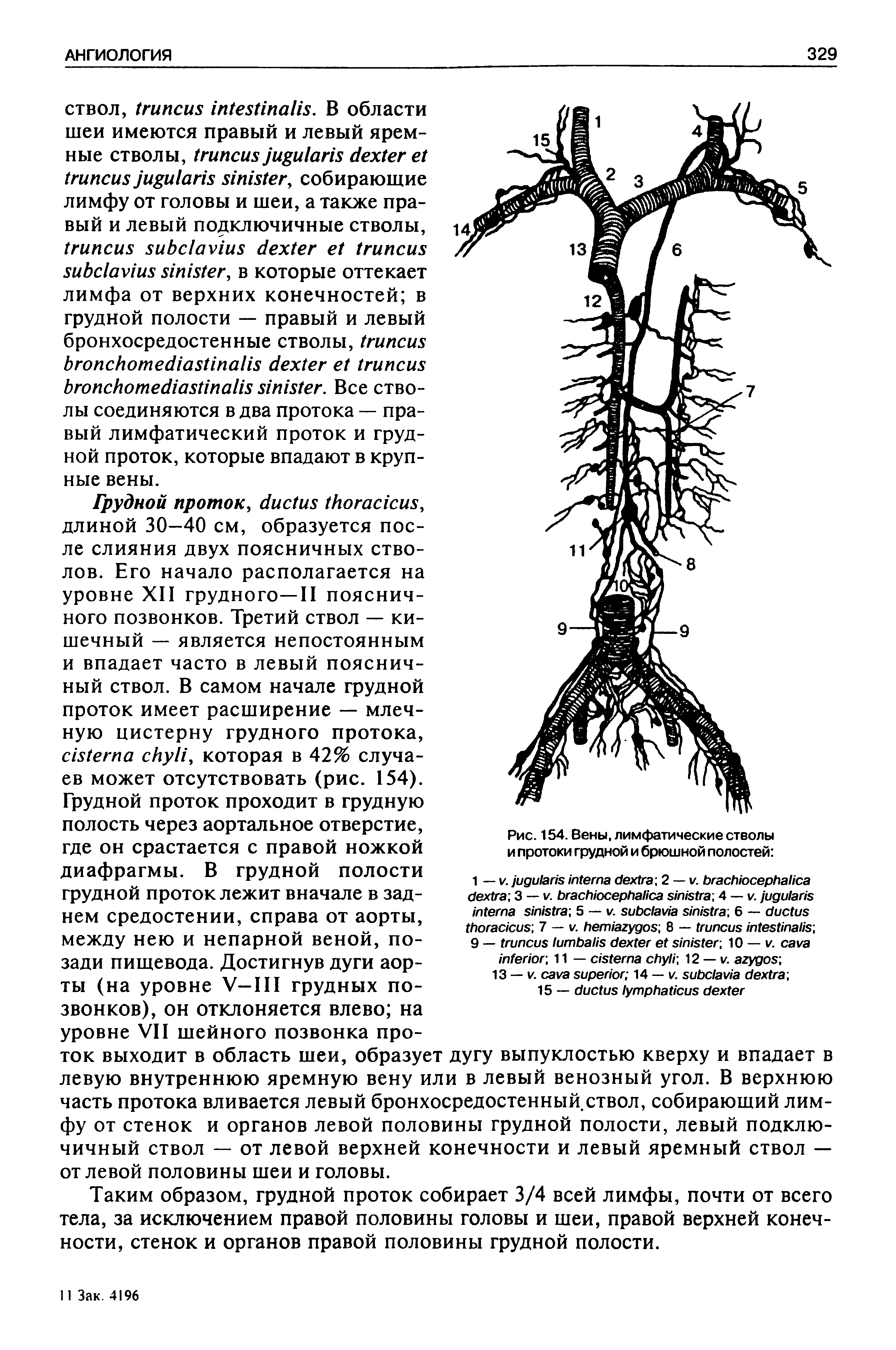 Рис. 154. Вены, лимфатические стволы и протоки грудной и брюшной полостей ...