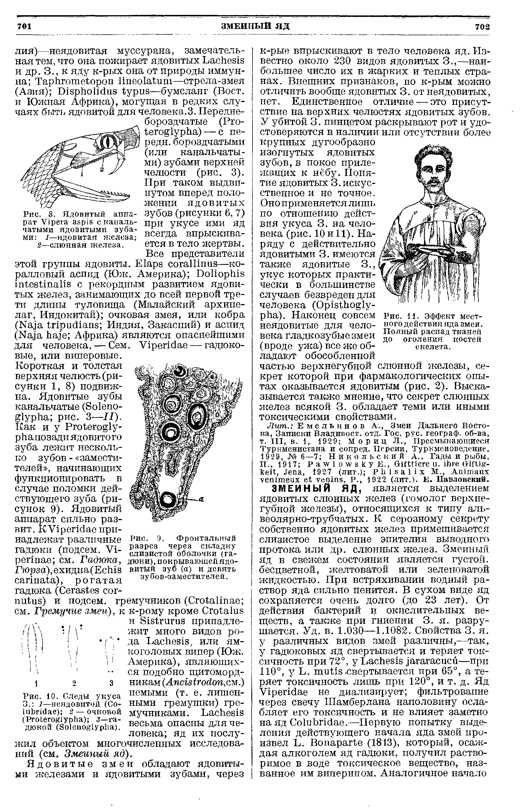 Рис. 8. Ядовитый аппарат V сканаль-чатыми ядозитымп зубами 1—ядовитая железа ...