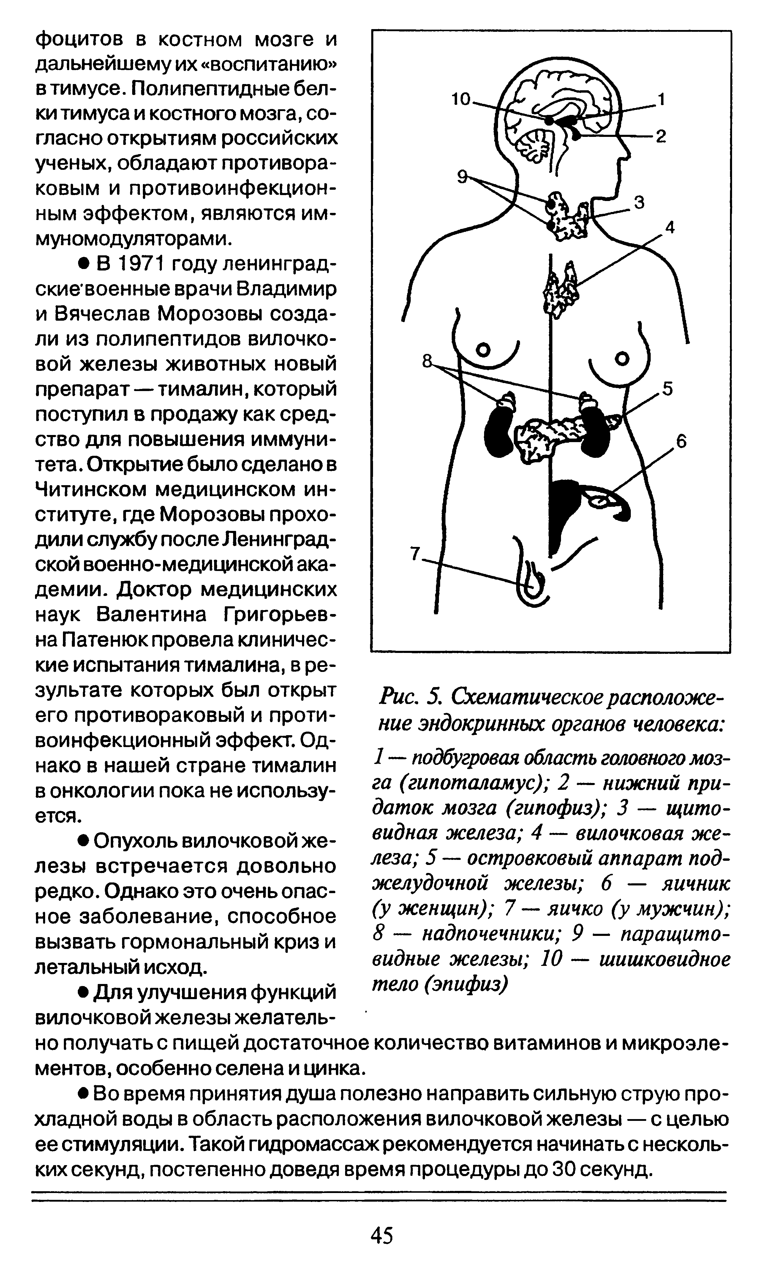 Рис. 5. Схематическое расположение эндокринных органов человека 1 — подбугровая область головного мозга (гипоталамус) 2 — нижний придаток мозга (гипофиз) 3 — щитовидная железа 4 — вилочковая железа 5 — островковый аппарат поджелудочной железы 6 — яичник (у женщин) 7 — яичко (у мужчин) 8 — надпочечники 9 — паращитовидные железы 10 — шишковидное тело (эпифиз)...