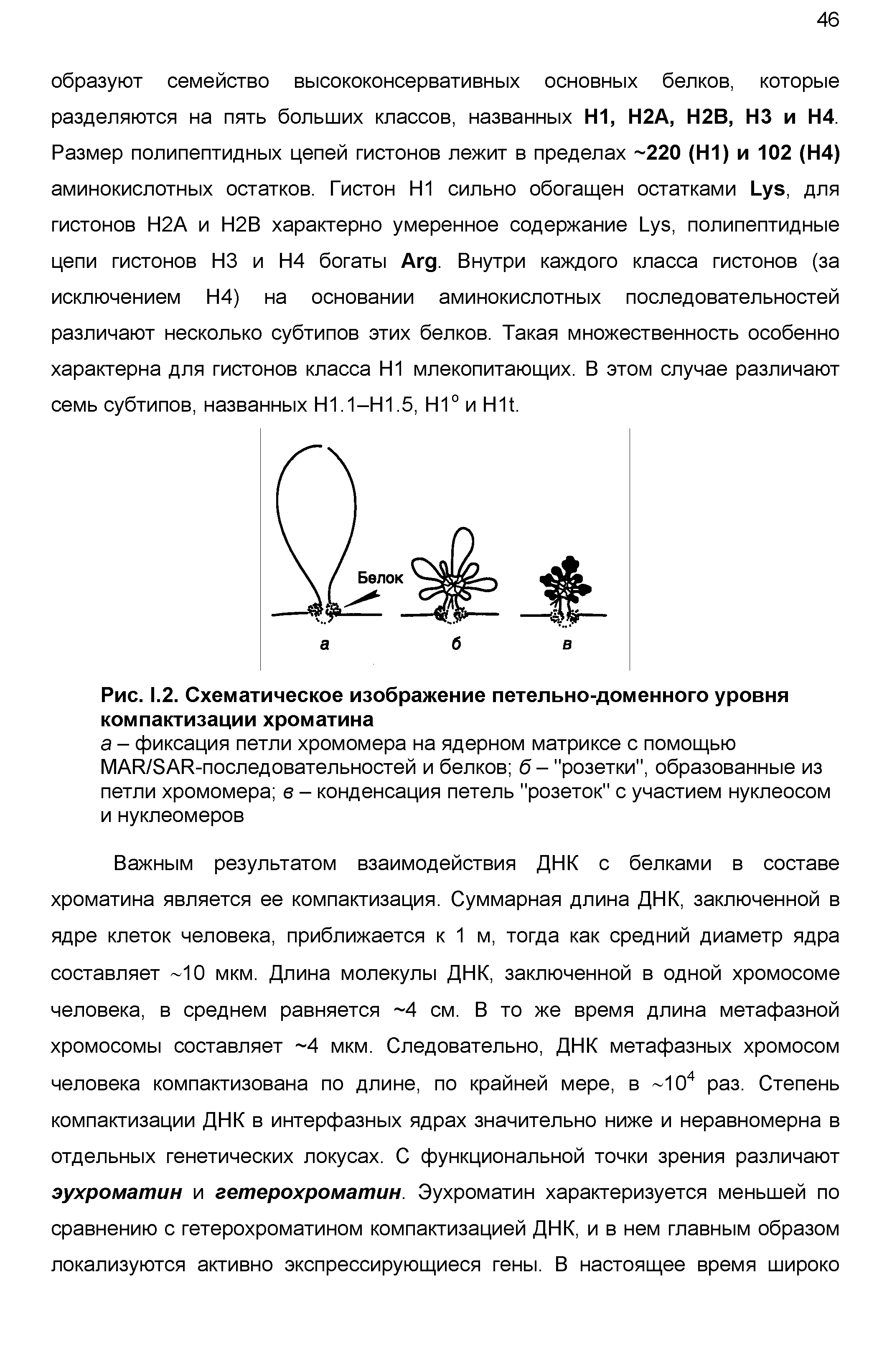 Рис. 1.2. Схематическое изображение петельно-доменного уровня компактизации хроматина...