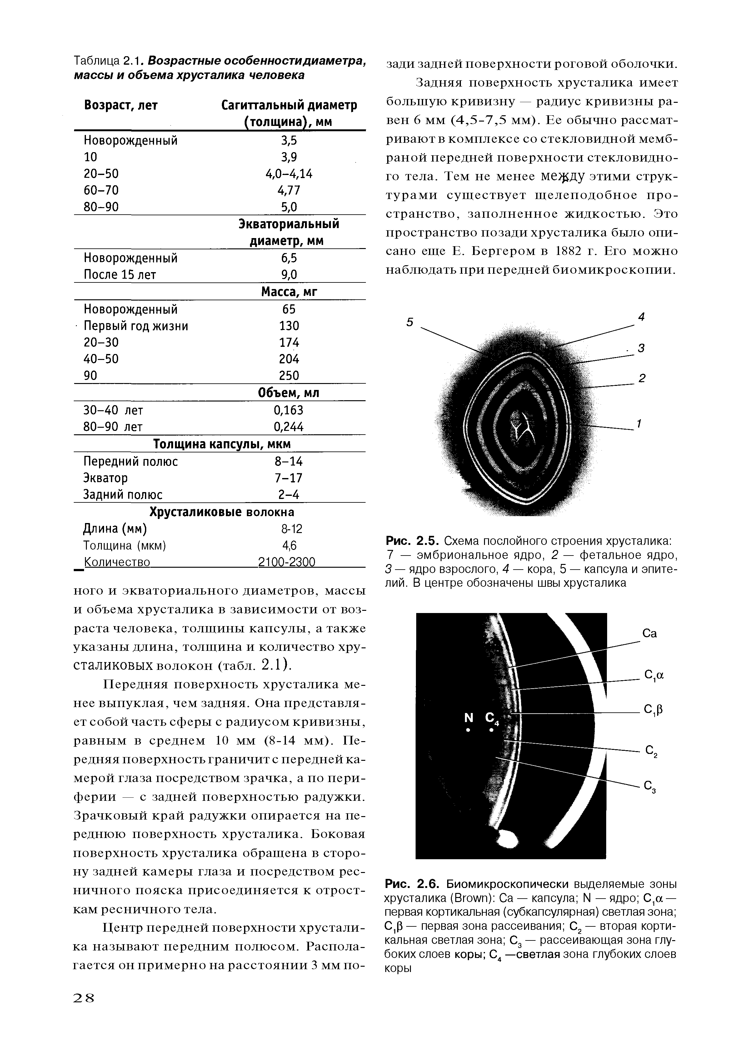 Рис. 2.5. Схема послойного строения хрусталика 7 — эмбриональное ядро, 2 — фетальное ядро, 3 — ядро взрослого, 4 — кора, 5 — капсула и эпителий. В центре обозначены швы хрусталика...