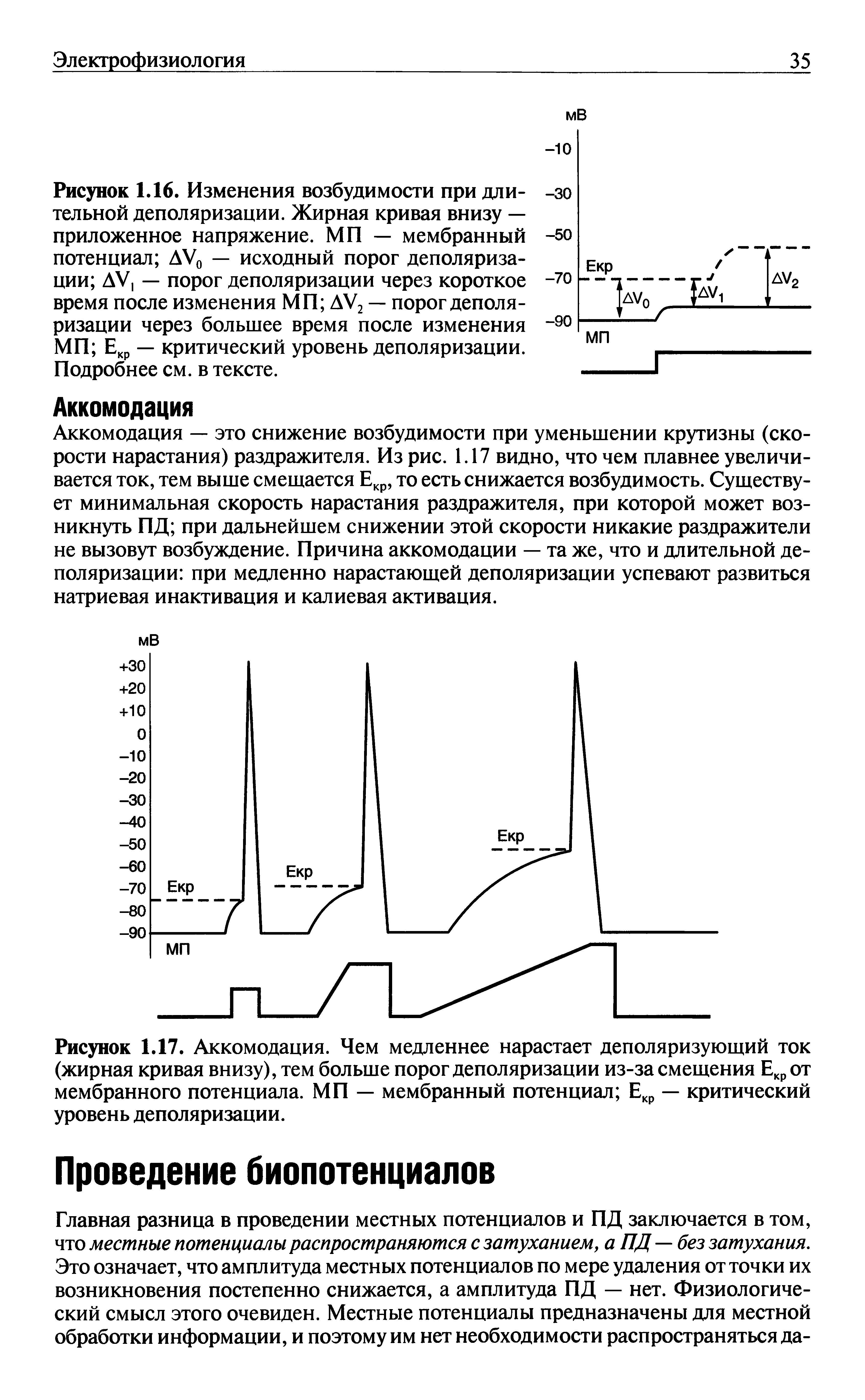 Рисунок 1.17. Аккомодация. Чем медленнее нарастает деполяризующий ток (жирная кривая внизу), тем больше порог деполяризации из-за смещения Екрот мембранного потенциала. МП — мембранный потенциал Екр — критический уровень деполяризации.