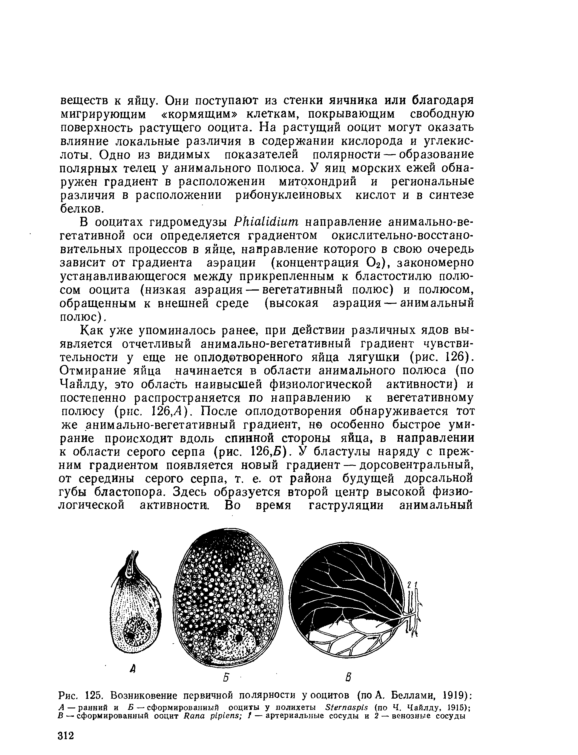 Рис. 125. Возниковение первичной полярности у ооцитов (по А. Беллами, 1919) А — ранний и Б — сформированный ооциты у лолихеты S (по Ч. Чайлду, 1915) В — сформированный ооцит R — артериальные сосуды и 2 —венозные сосуды...