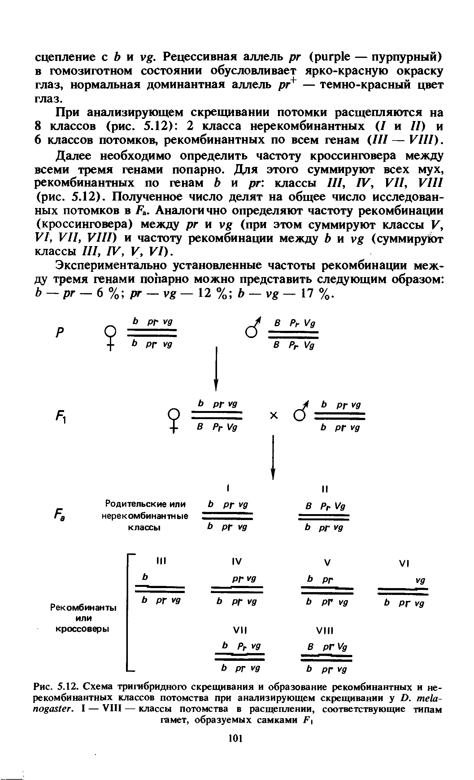 Рис. 5.12. Схема тригибридного скрещивания и образование рекомбинантных и нерекомбинантных классов потомства при анализирующем скрещивании у D. - . I — VIII — классы потомства в расщеплении, соответствующие типам гамет, образуемых самками F ...