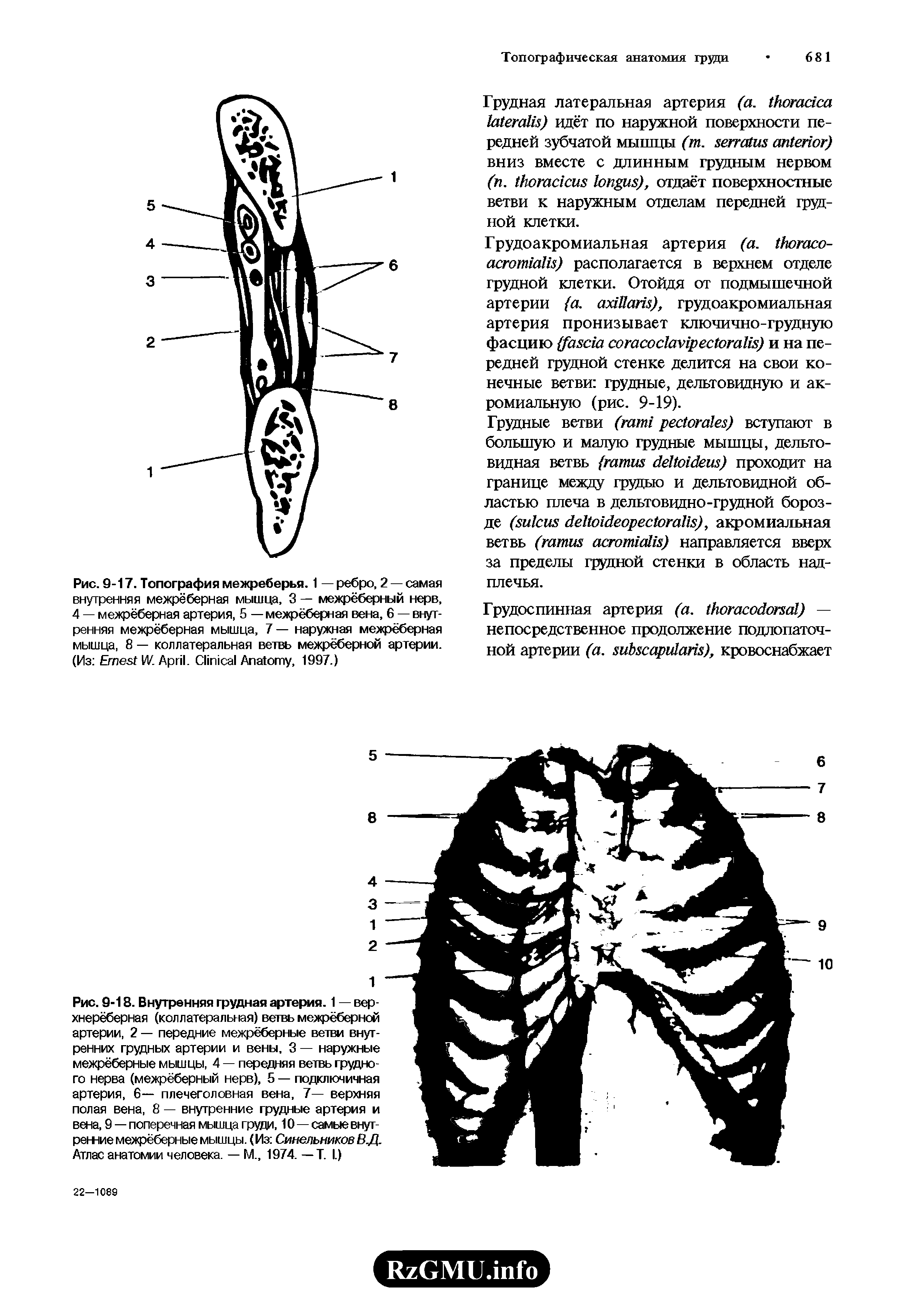 Рис. 9-17. Топография межреберья. 1 — ребро, 2 — самая внутренняя межрёберная мышца, 3 — межрёберный нерв, 4 — межрёберная артерия, 5 — межрёберная вена, 6 — внутренняя межрёберная мышца, 7 — наружная межрёберная мышца, 8 — коллатеральная ветвь межрёберной артерии. (Из E W. A . C A , 1997.)...