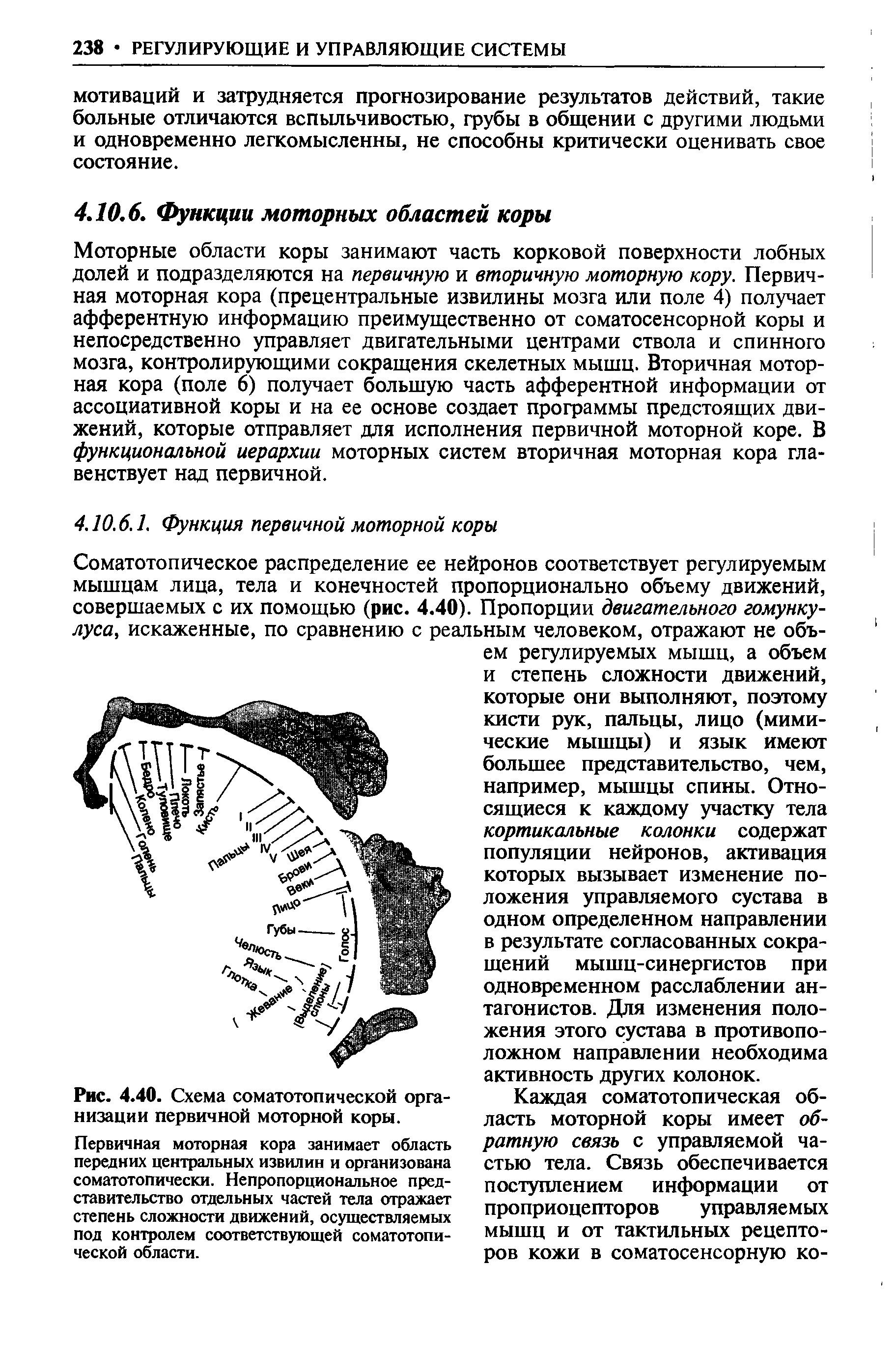 Рис. 4.40. Схема соматотопической организации первичной моторной коры.