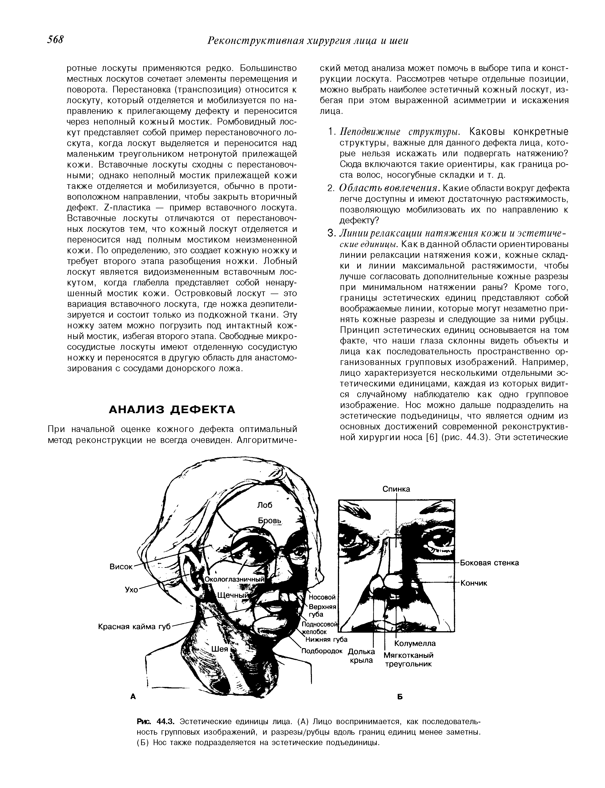 Рис. 44.3. Эстетические единицы лица. (А) Лицо воспринимается, как последовательность групповых изображений, и разрезы/рубцы вдоль границ единиц менее заметны. (Б) Нос также подразделяется на эстетические подъединицы.